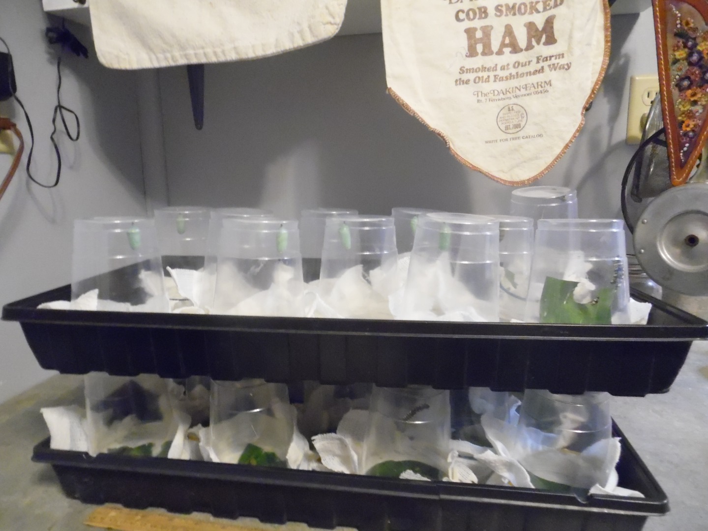 Monarch Butterfly Farm 5 Steps (with Pictures) Instructables