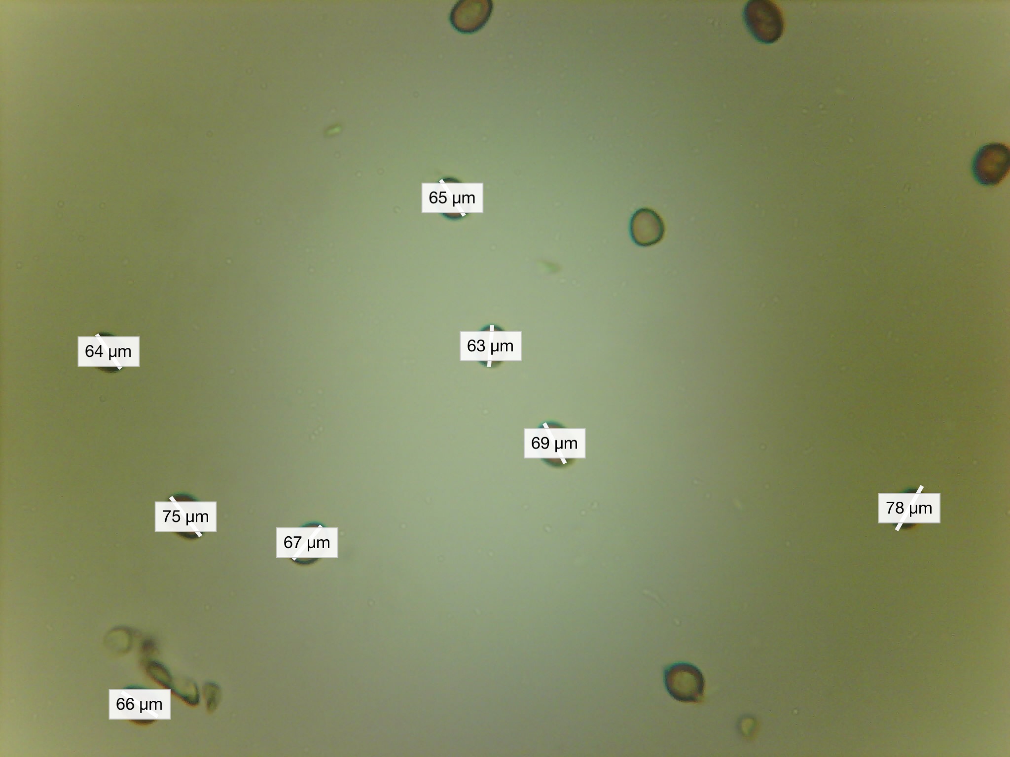 plugable usb 2.0 digital microscope for mushroom spores