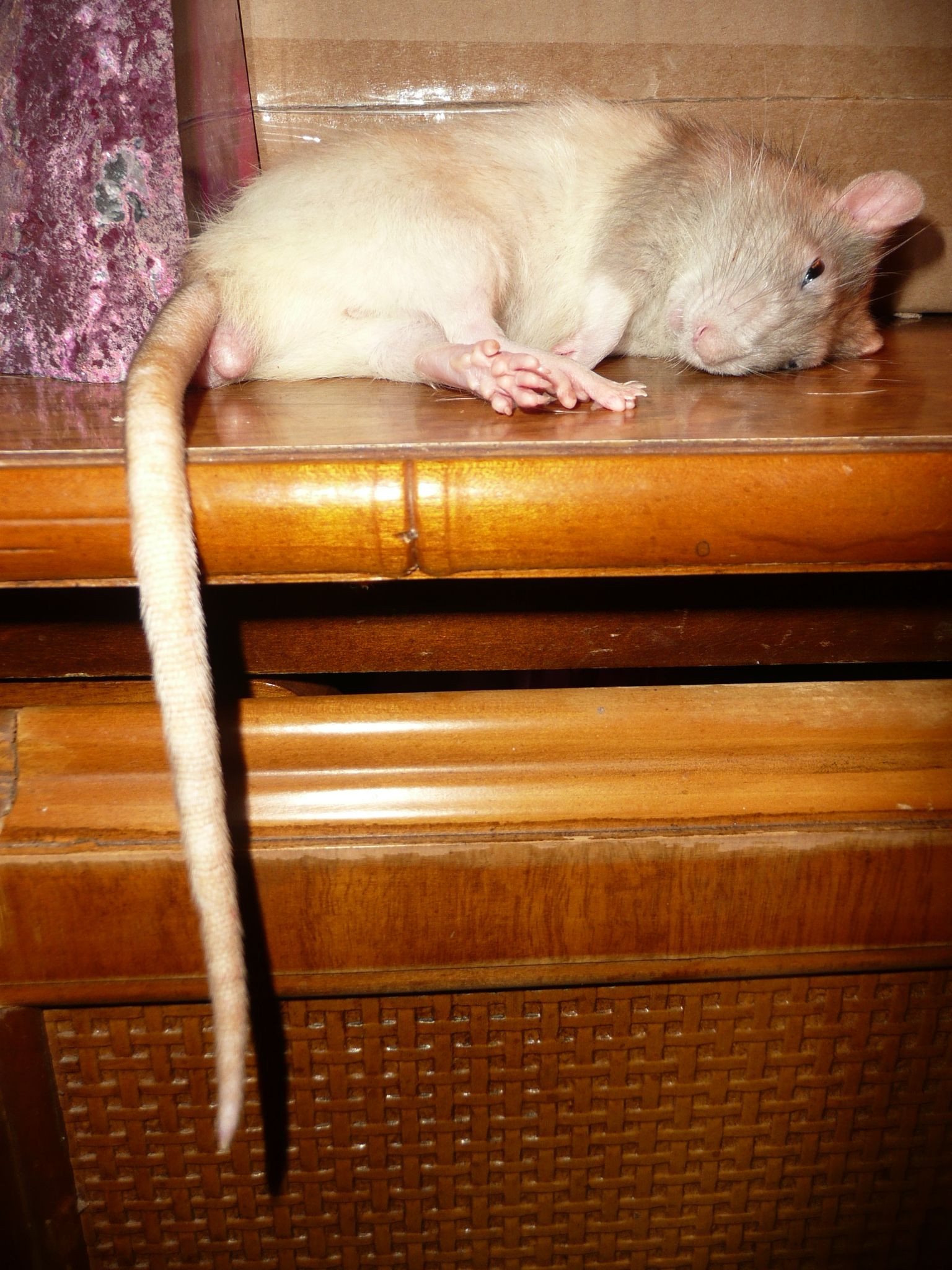 How To Pet Rats 8 Steps Instructables