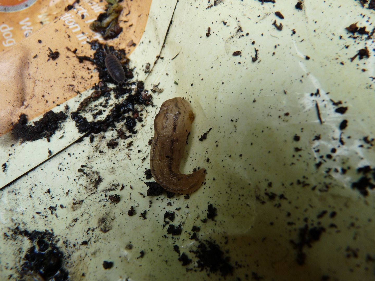 Effective Slug and Snail Trap 5 Steps (with Pictures) Instructables