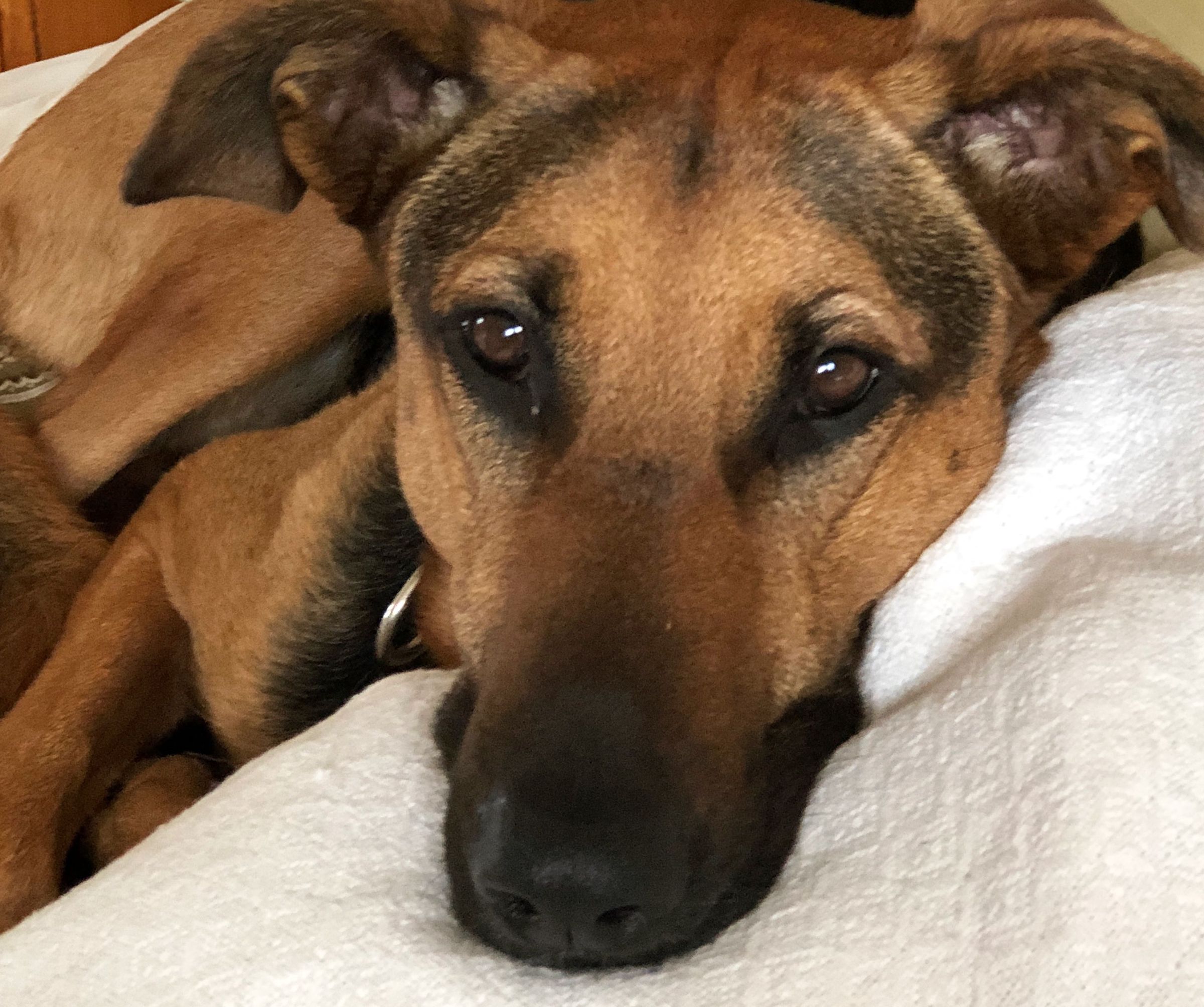 Homemade Big Dog Dog Food - for Sensitive Tummies