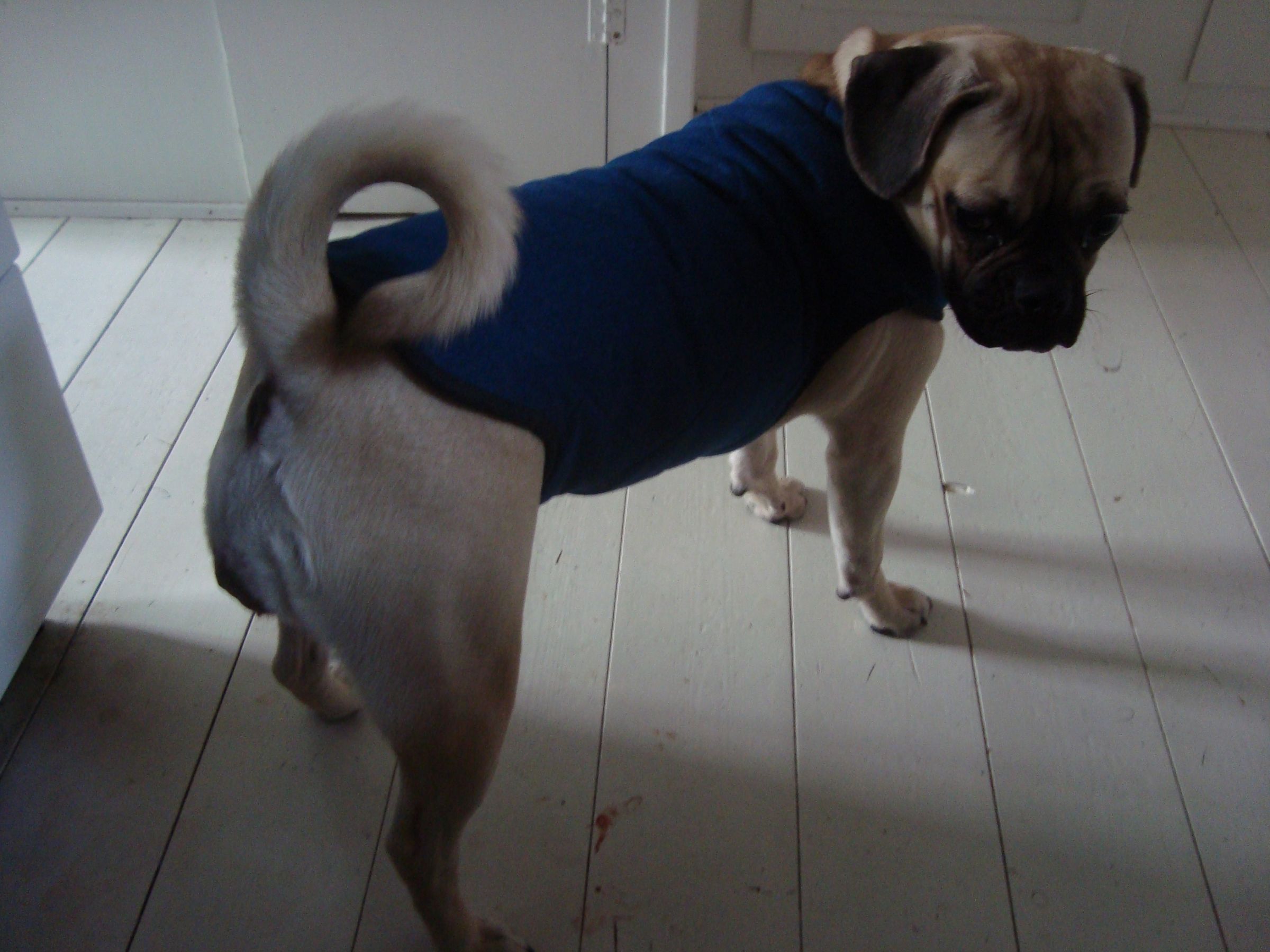 Custom Dog Coat 7 Steps Instructables