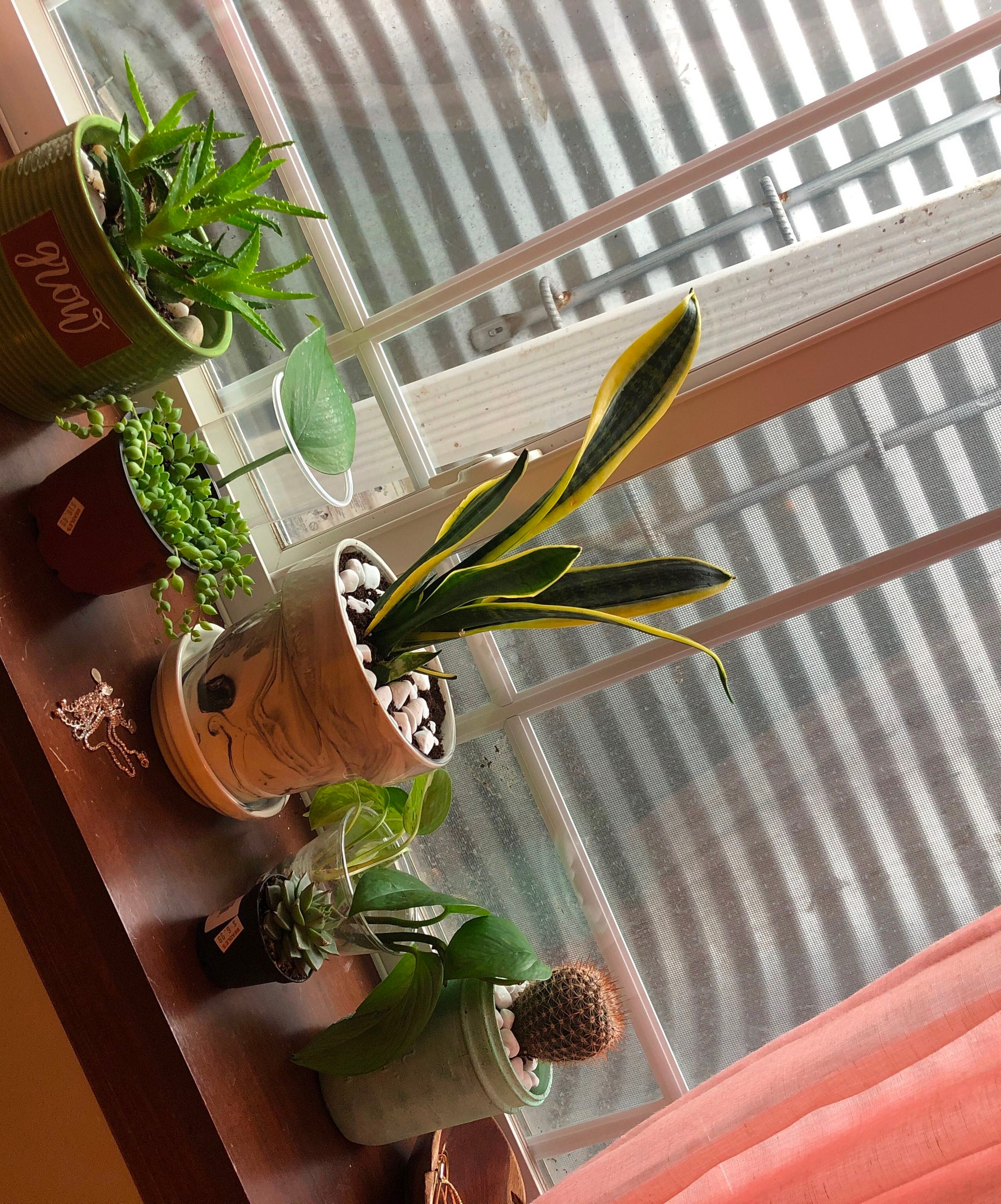 How to Pot Your Plant 7 Steps Instructables