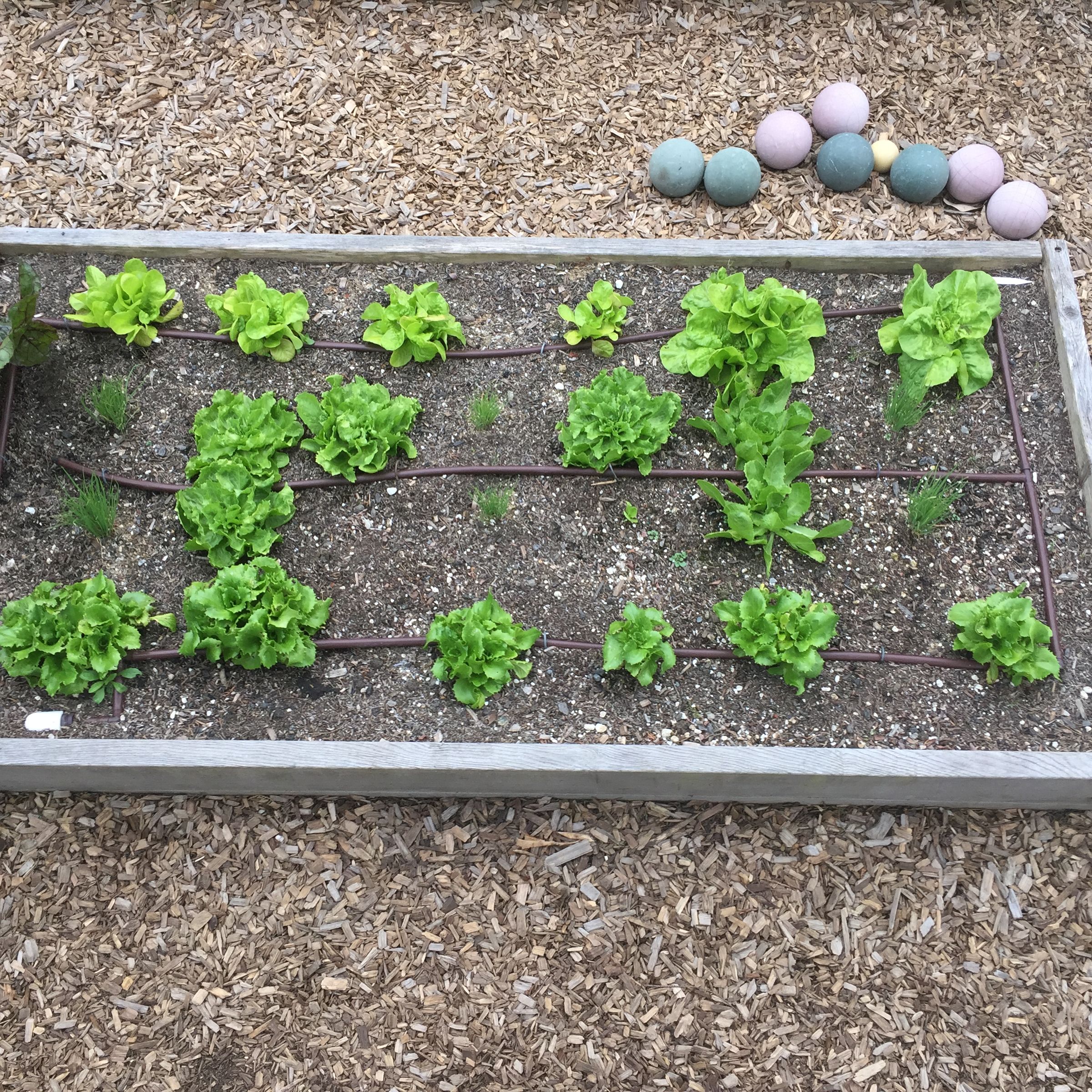Urban Farming Raised Bed Gardening With Pictures Instructables