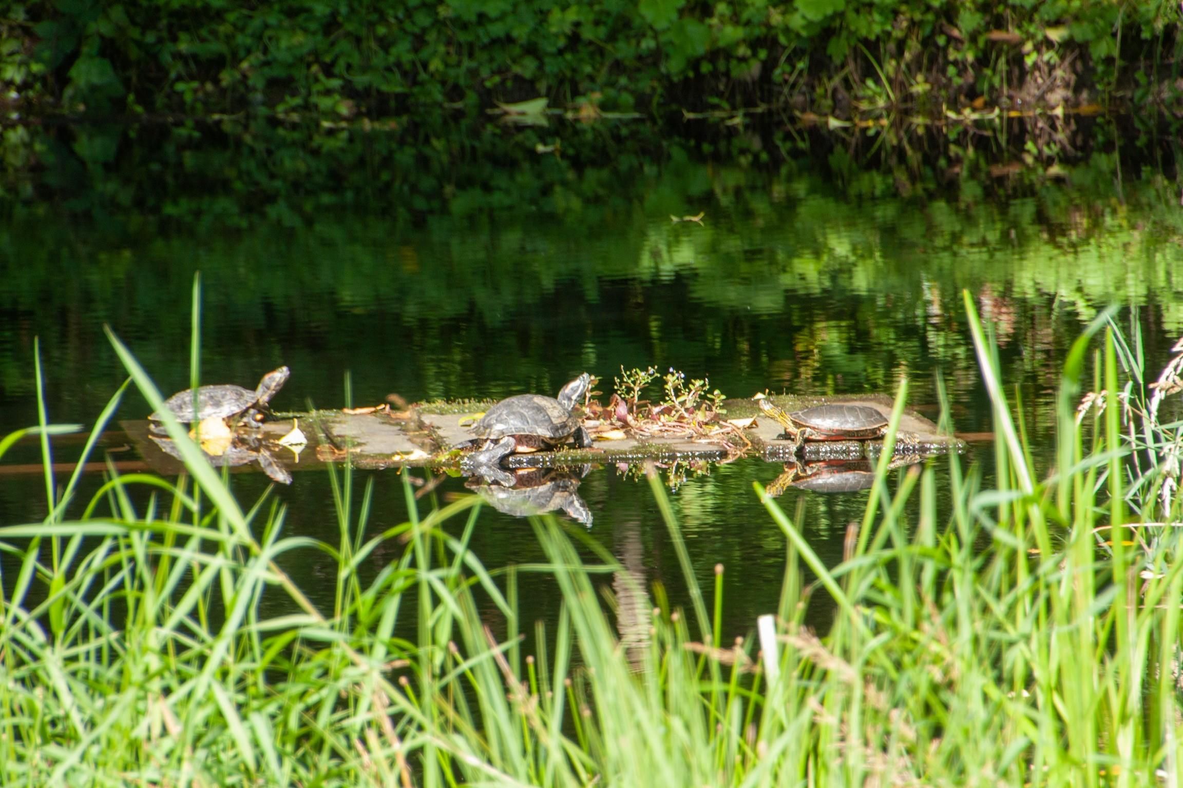 ~ World's Greenest  WATER PUMP ~