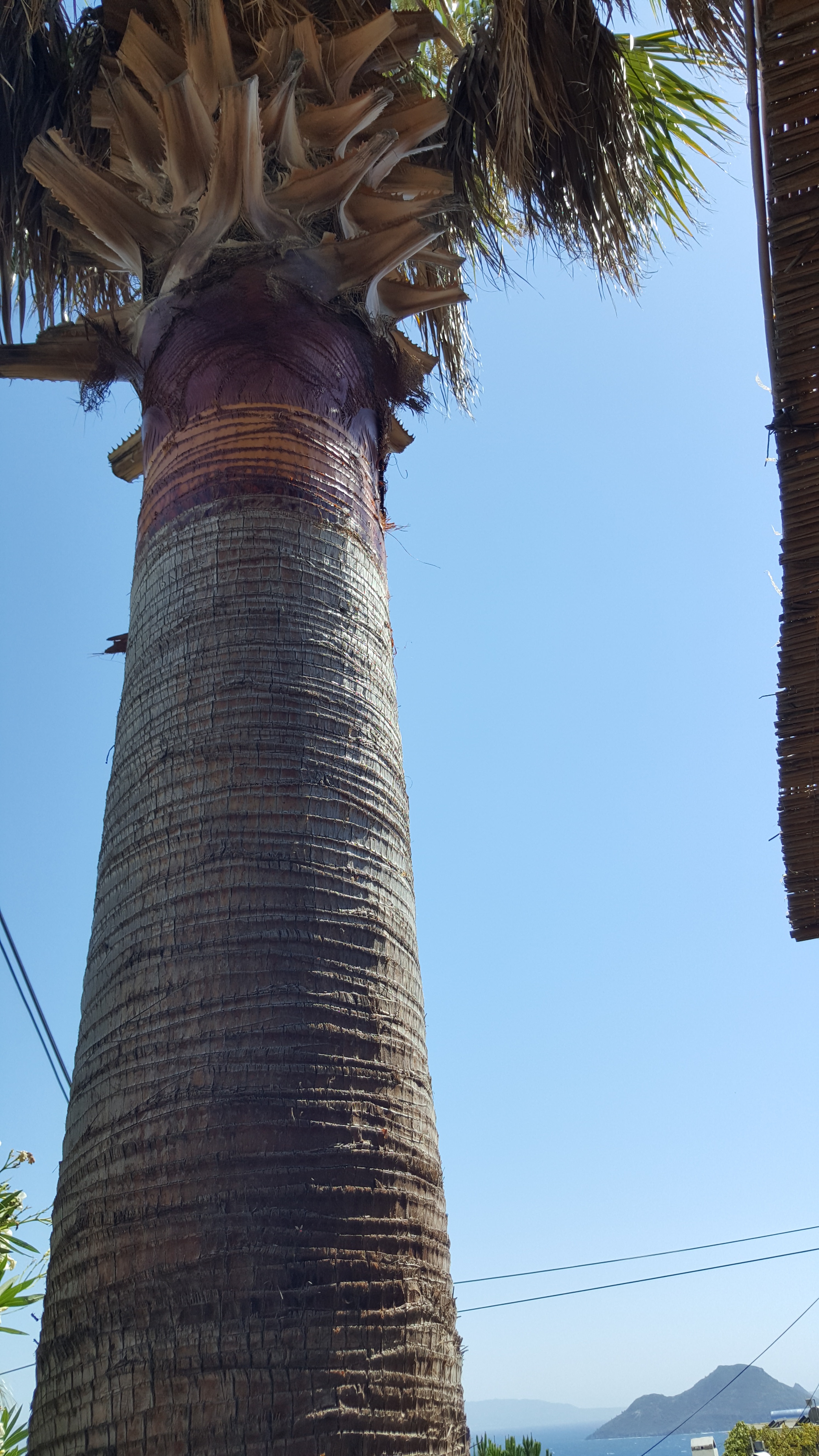 How to Cut Palm Tree's Leaves 10 Steps (with Pictures) Instructables