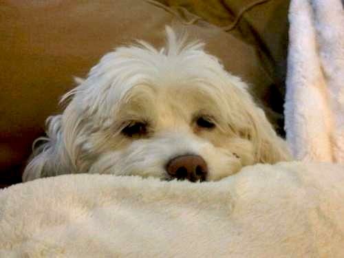 instructables dog ball launcher