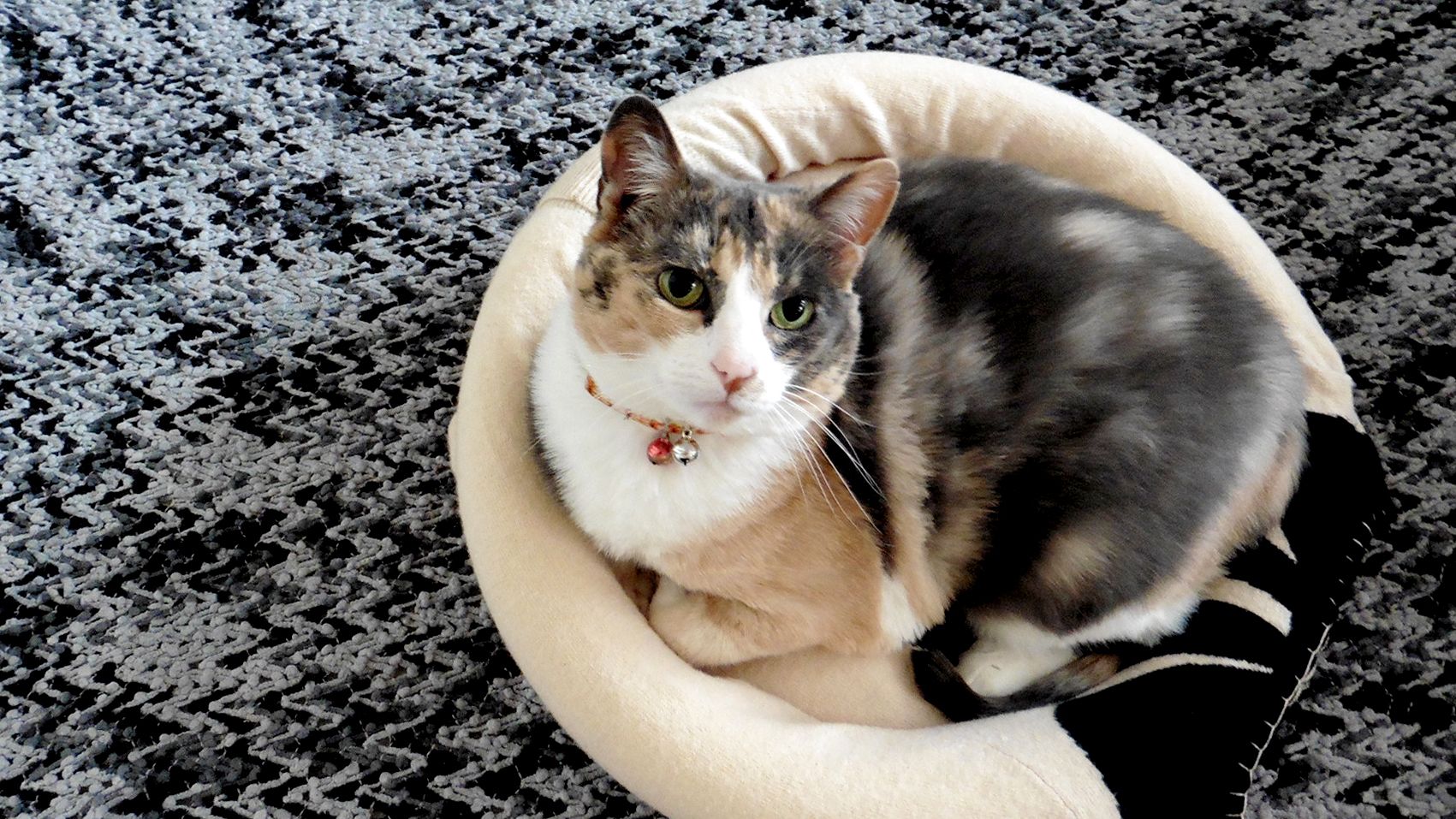 pool noodle cat collar