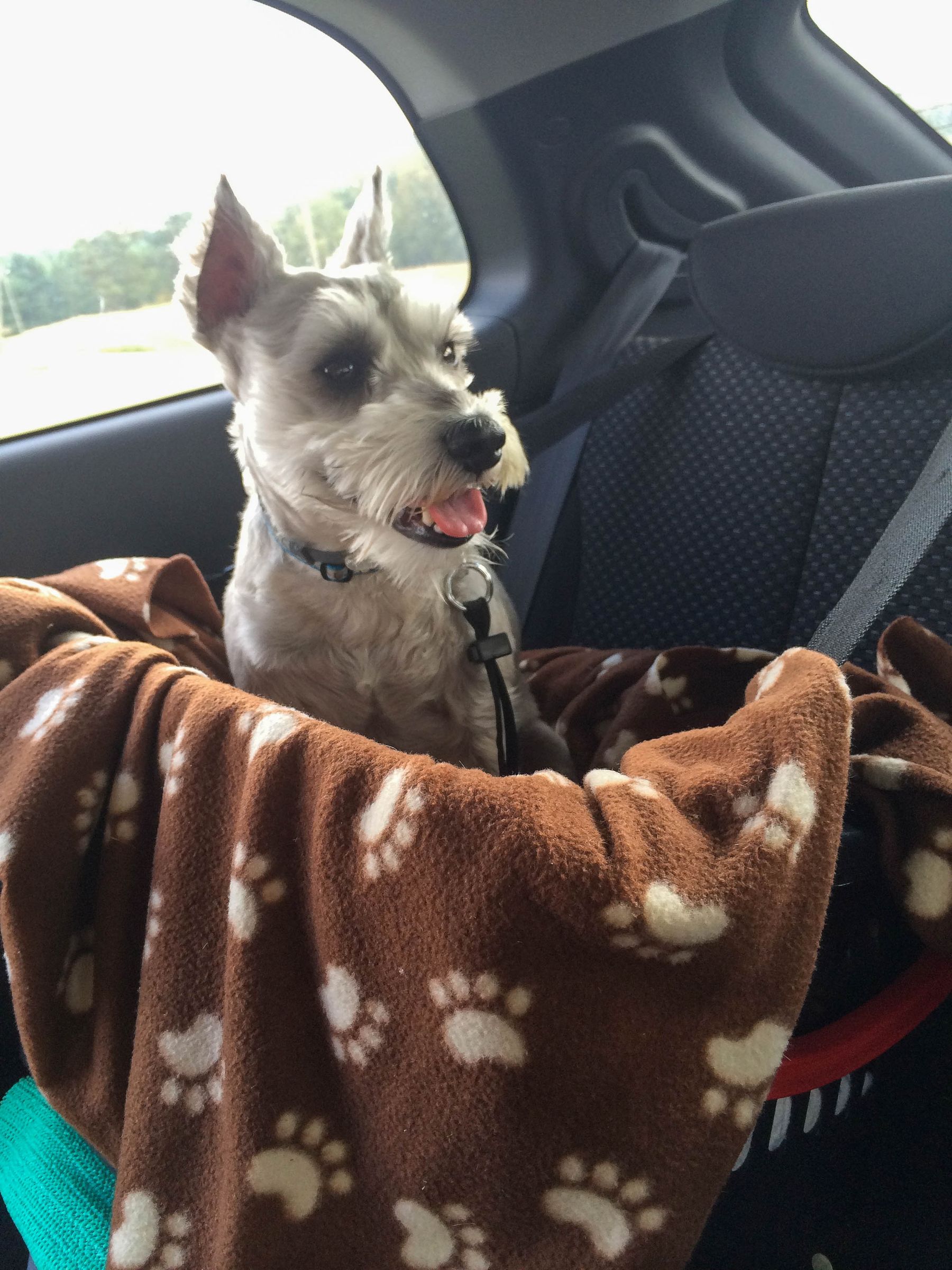 Cheap Safe Dog Car Seat 10 Steps (with Pictures) Instructables