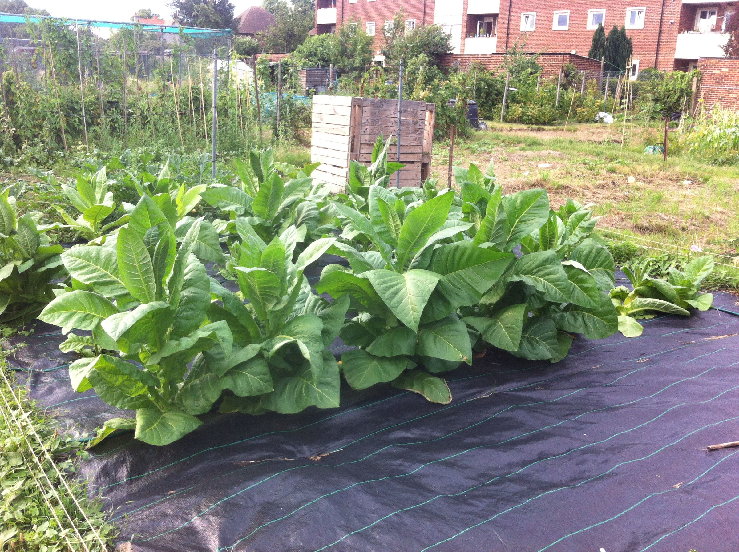 Growing Tobacco 6 Steps (with Pictures) Instructables