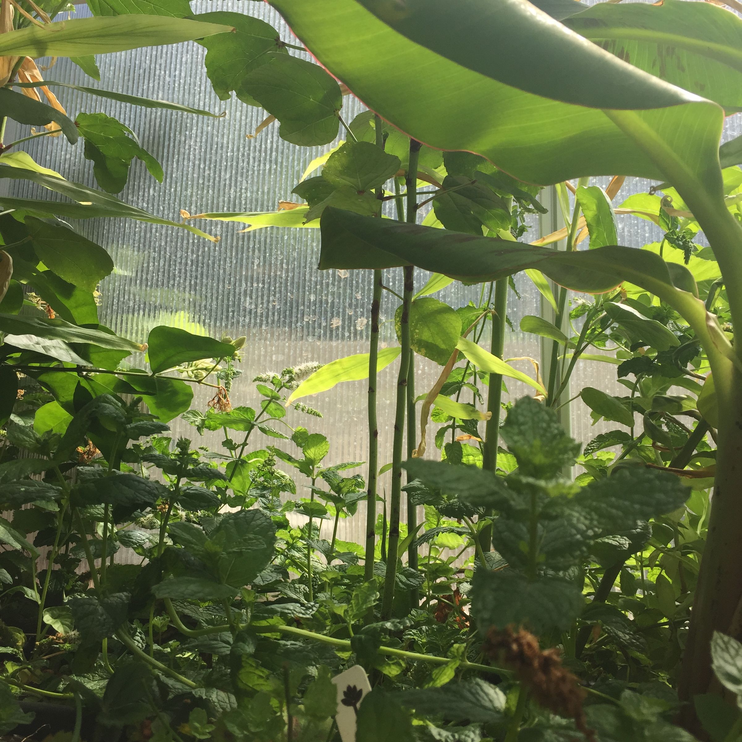 Greenhouse Modifications for Hot Climates 8 Steps (with Pictures