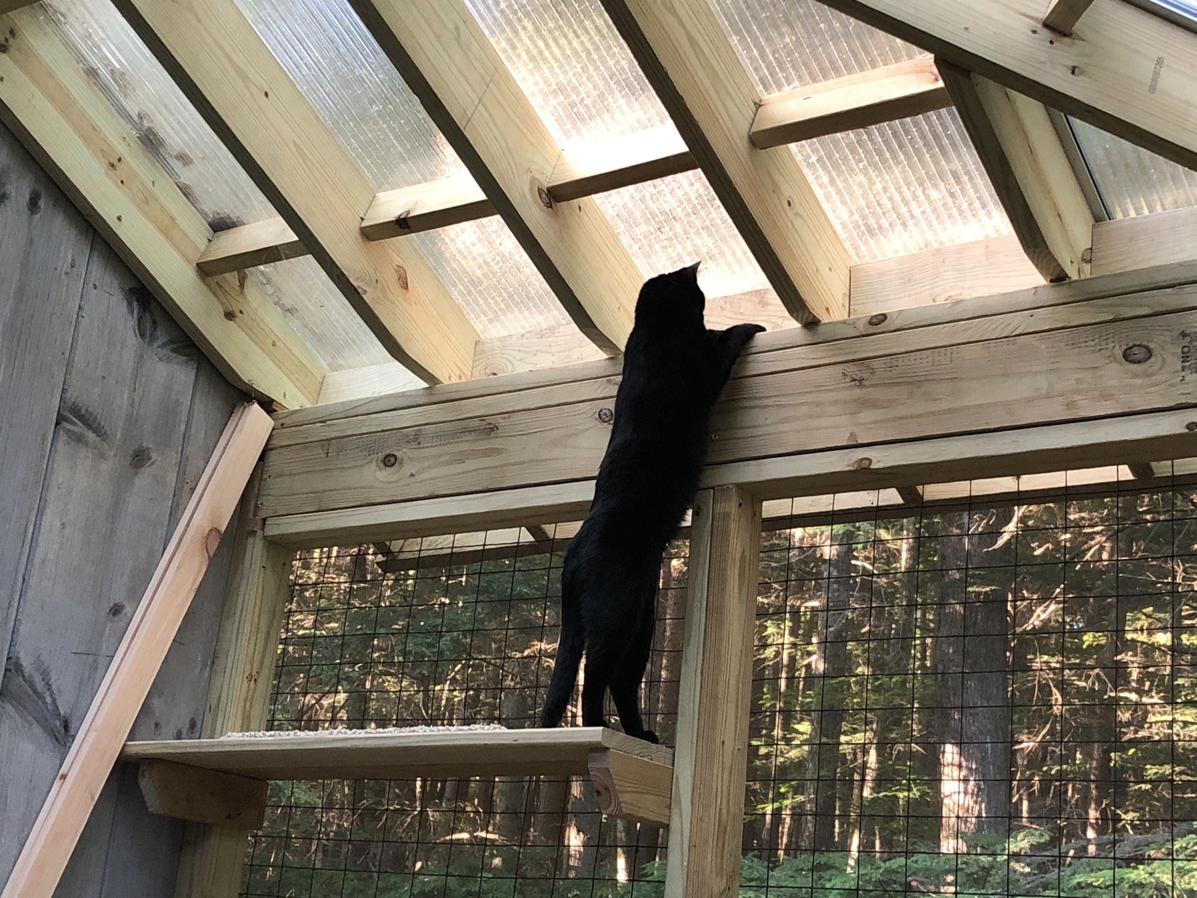 Build an All Season Outdoor Cat Habitat 16 Steps (with Pictures