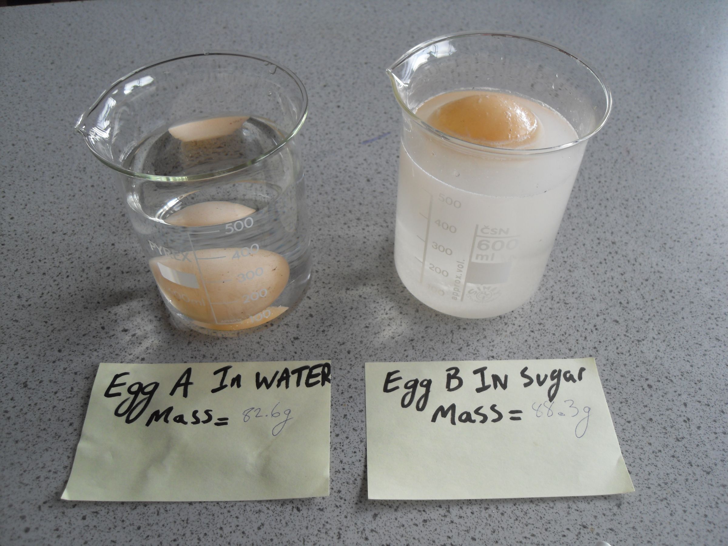 How to Teach Osmosis 8 Steps (with Pictures) Instructables