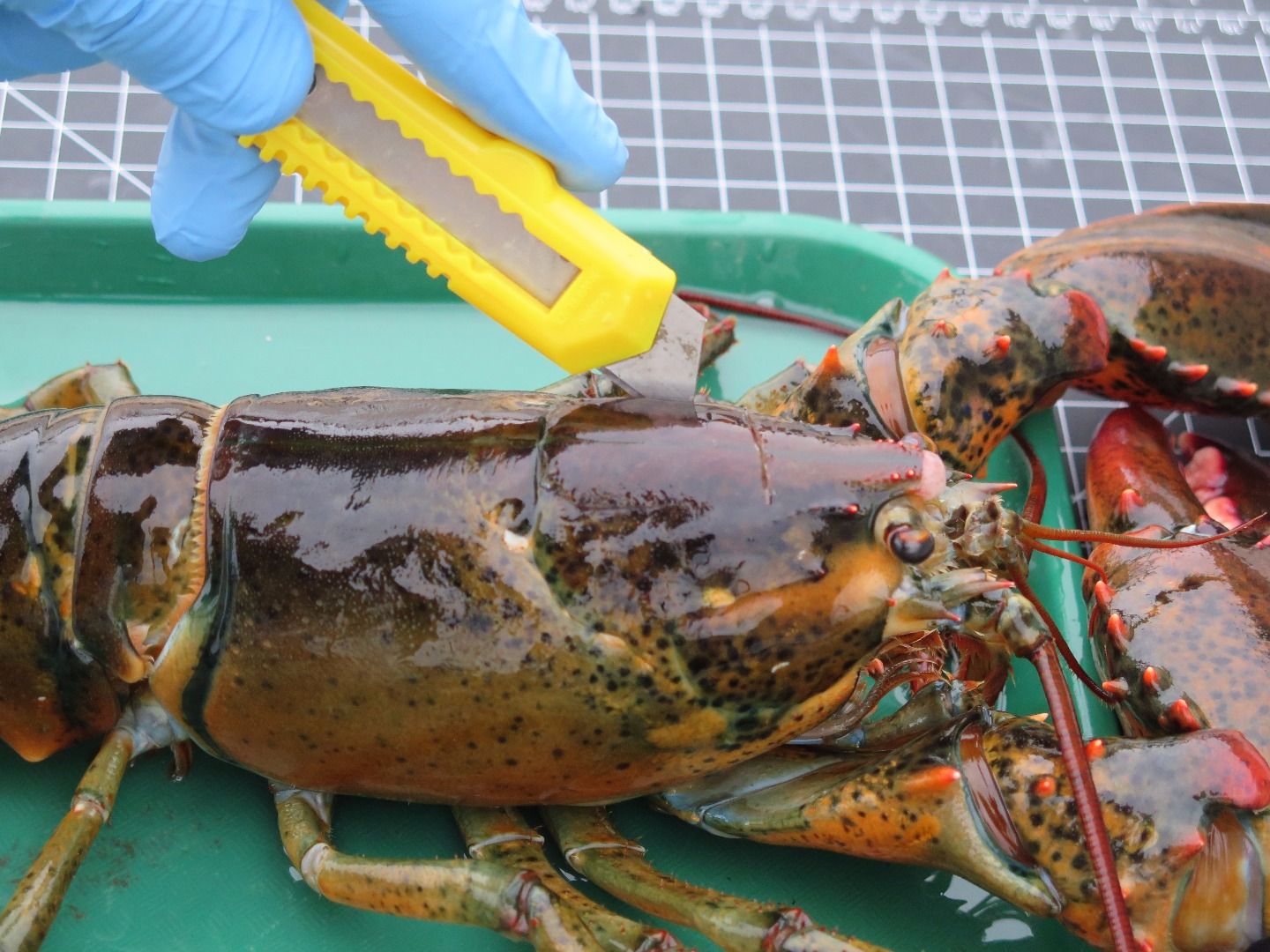 Lobster Dissection 11 Steps Instructables