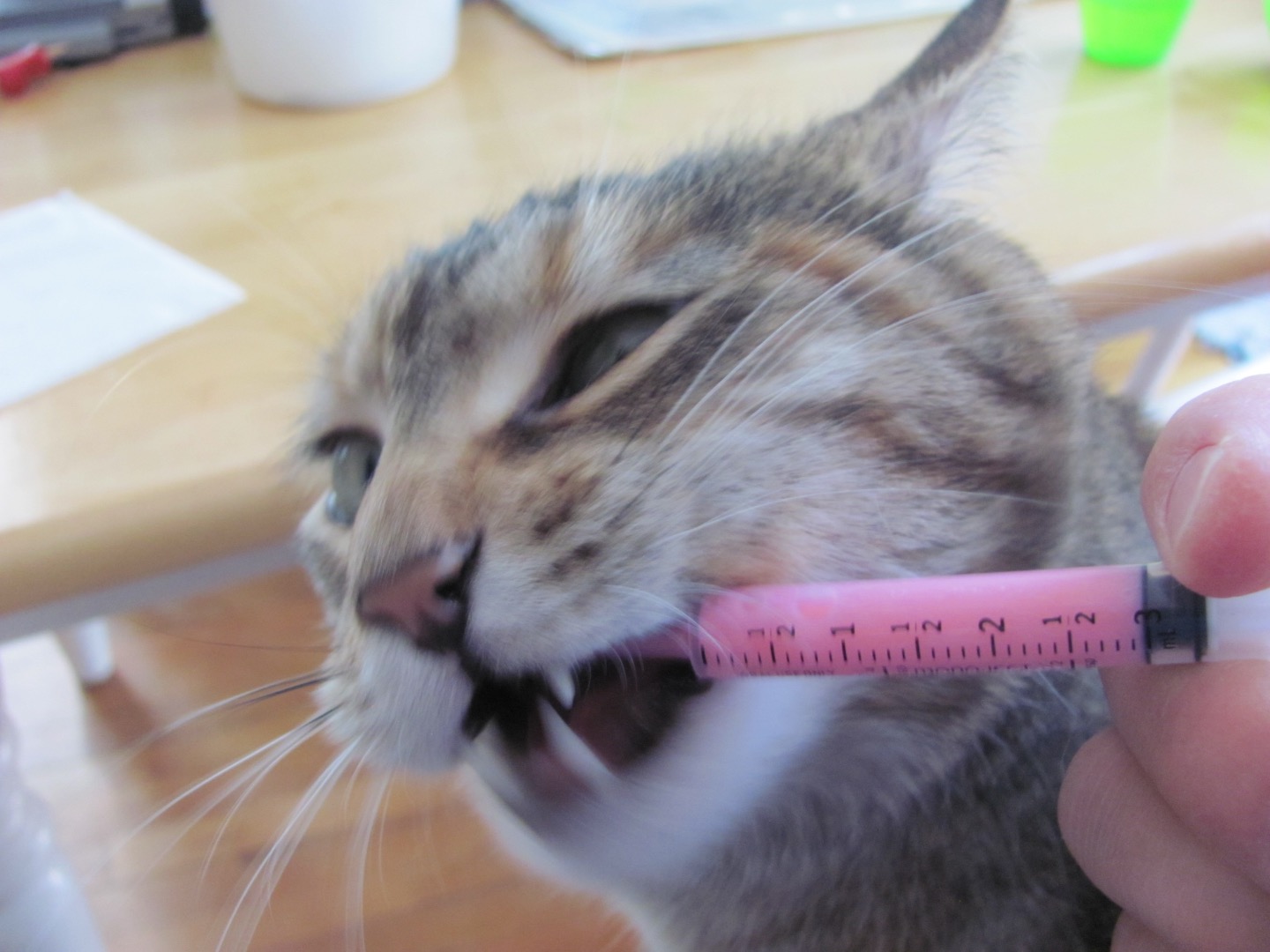 How to Give a Cat Liquid Medicine (with Pictures) Instructables