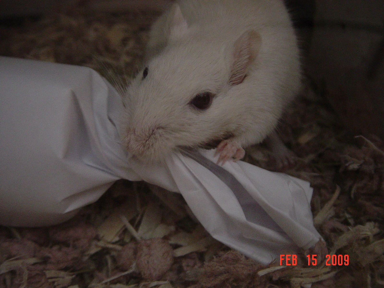Easy to Make Gerbil Toy 5 Steps (with Pictures) Instructables