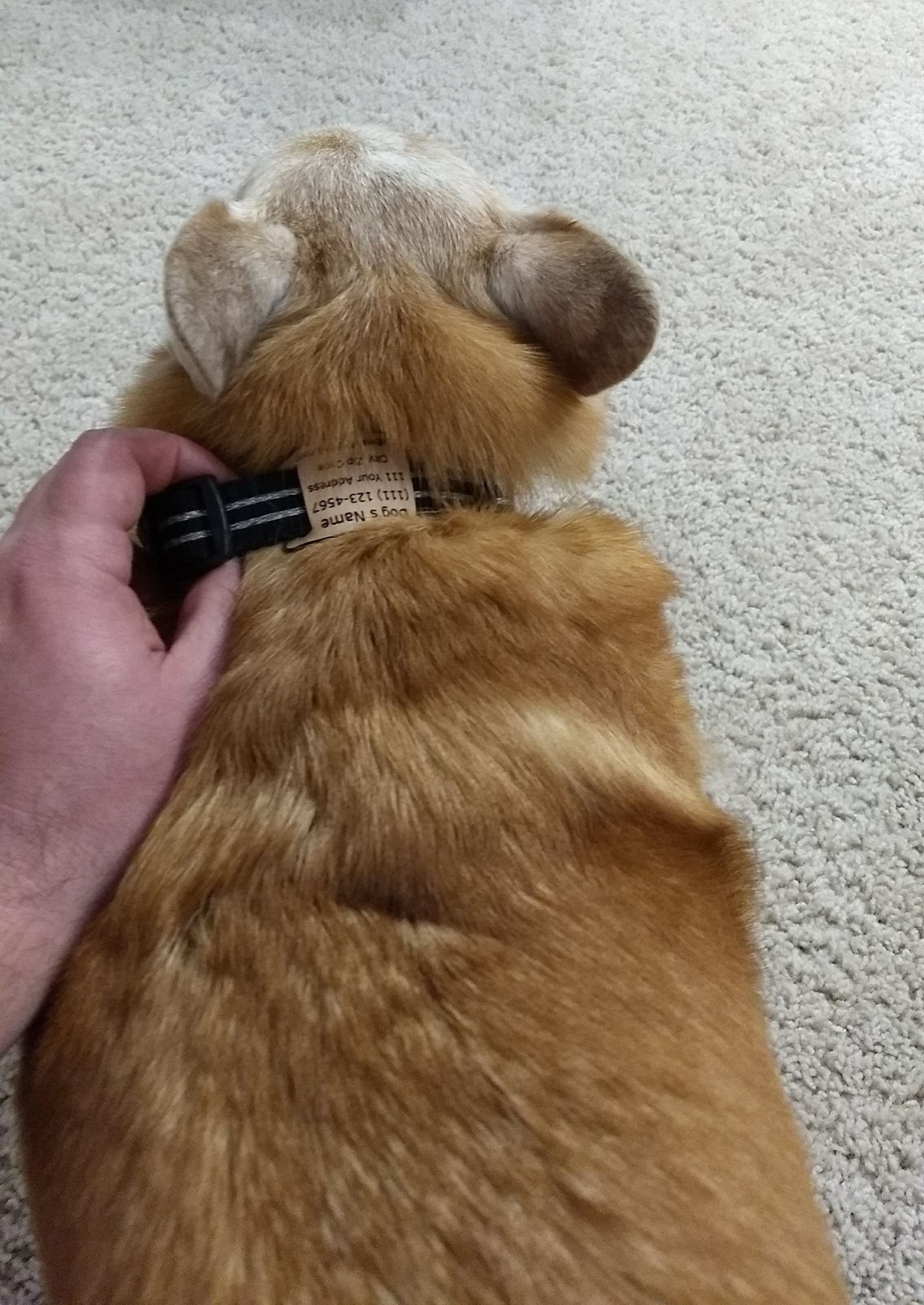 laser dog fence