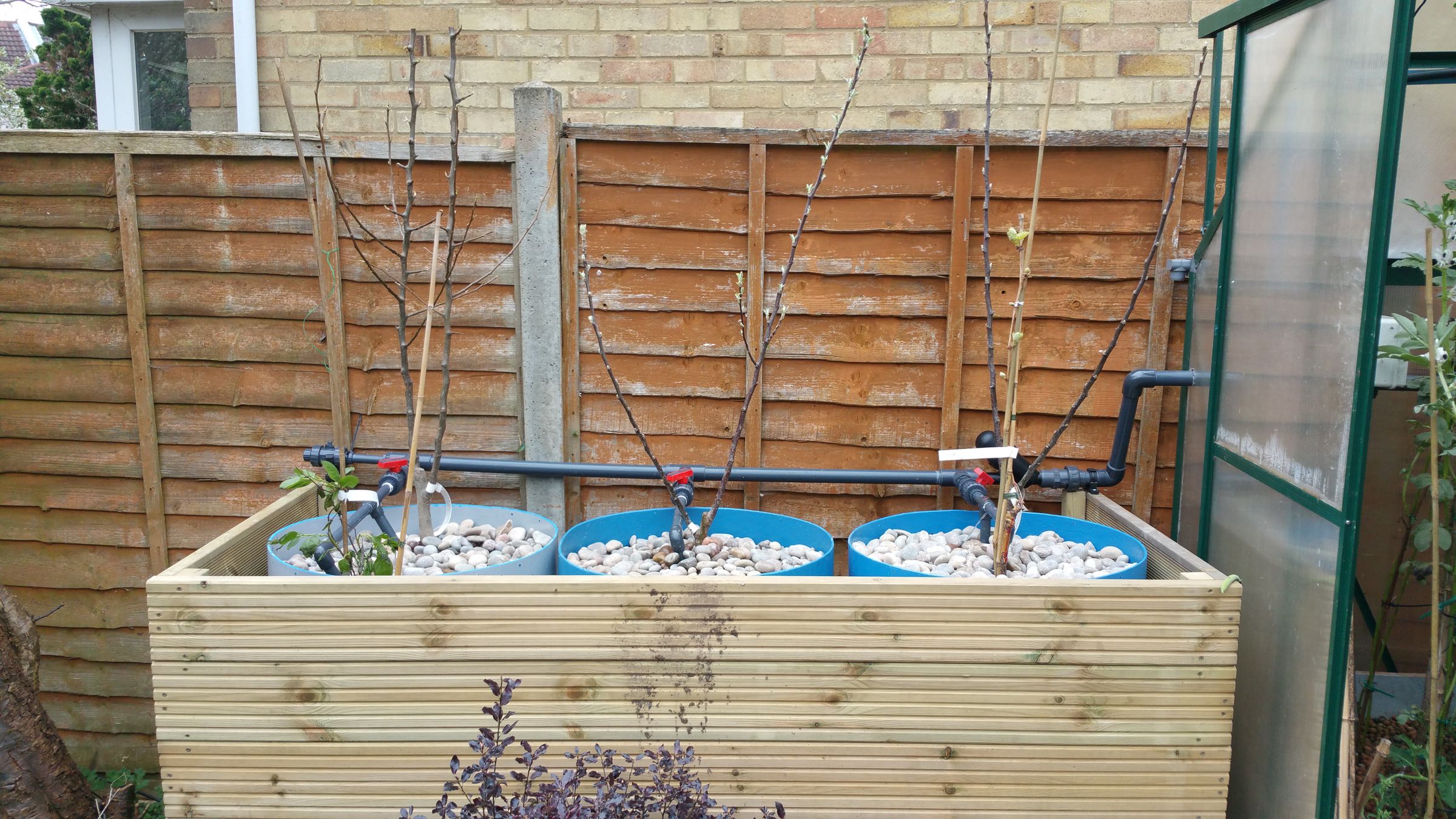 Fruit Trees in Aquaponics Using Dutch Buckets 6 Steps (with Pictures