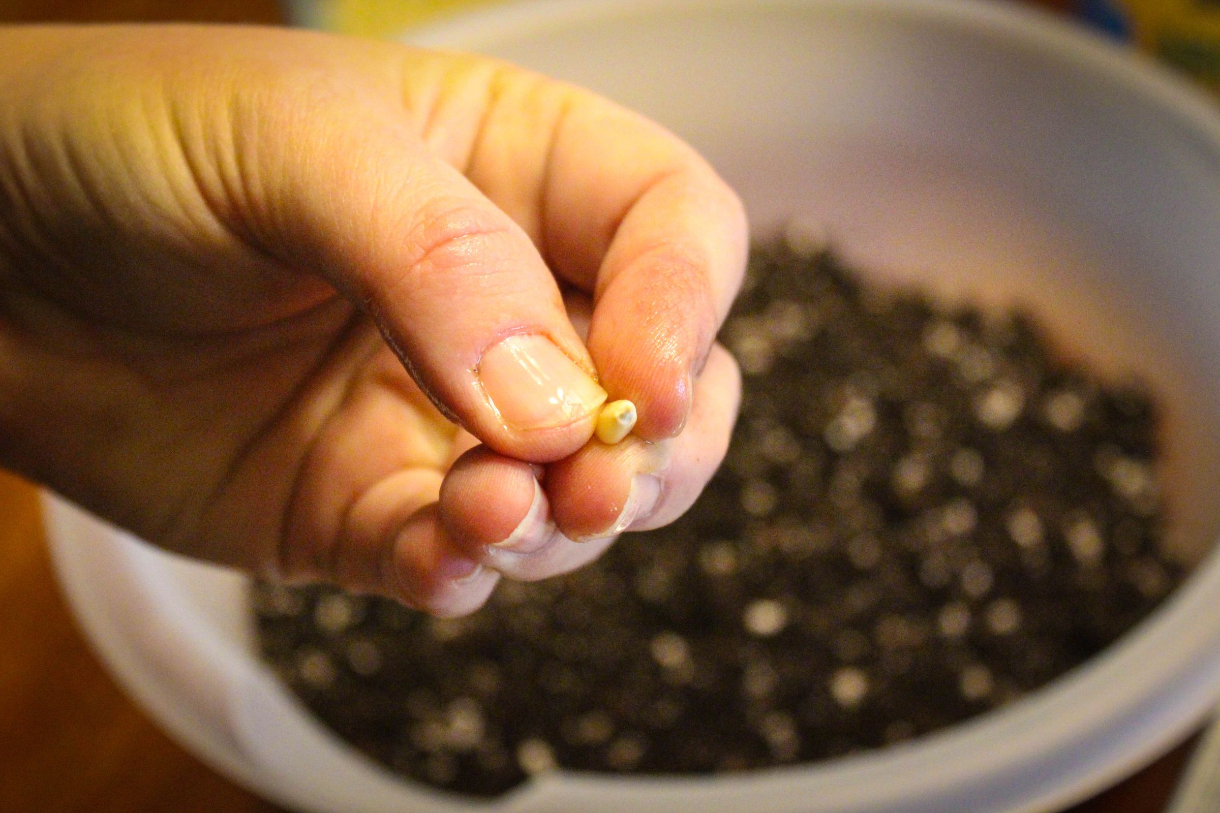 How to Grow Popcorn Shoots 9 Steps (with Pictures) Instructables