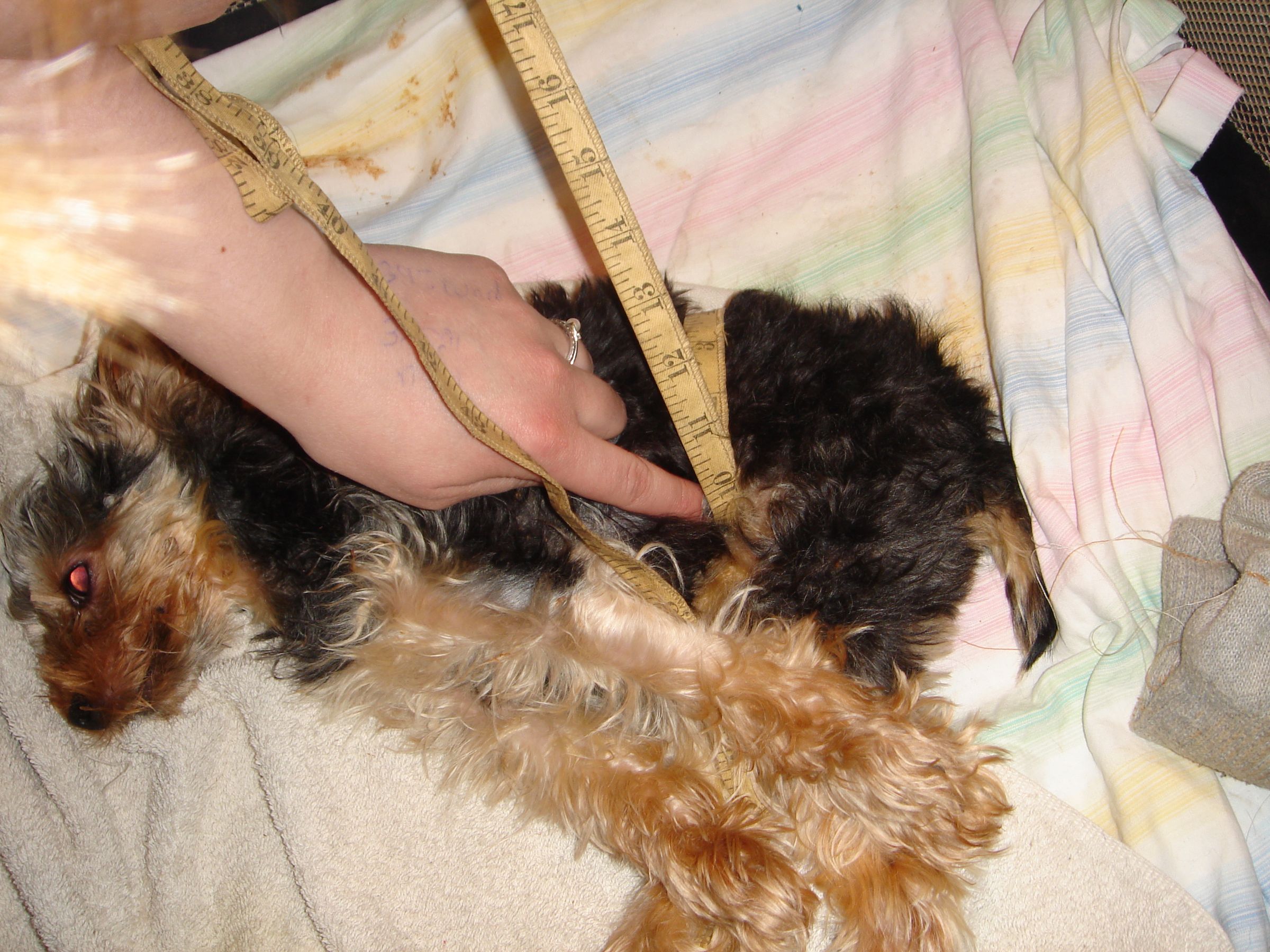 Doggy Diapers 6 Steps Instructables