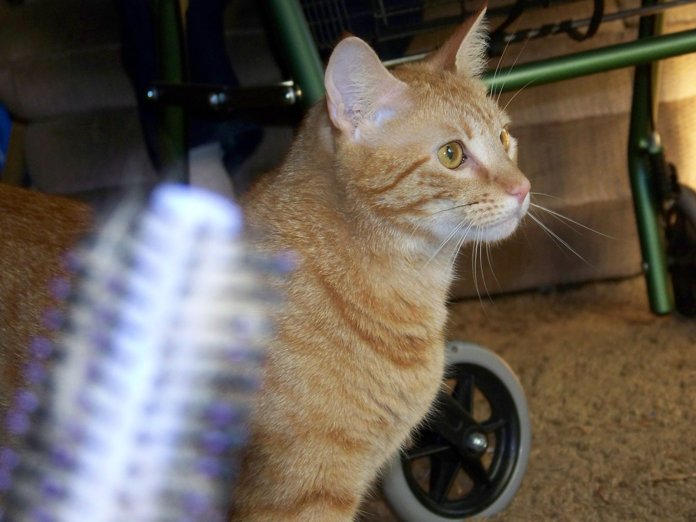 How to Make Your Cat Purr 7 Steps (with Pictures) Instructables