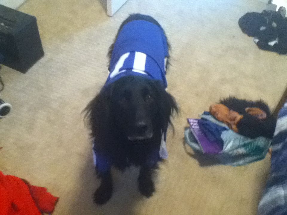 $2 (air bud) dog costume DIY Project DIY Project Image