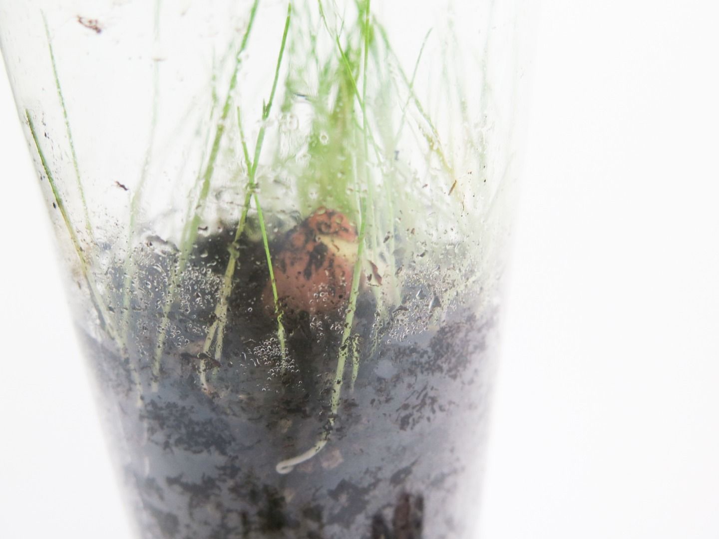 SelfWatering Terrarium! 7 Steps (with Pictures) Instructables