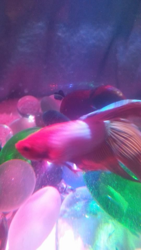 How to Properly Care for a Betta