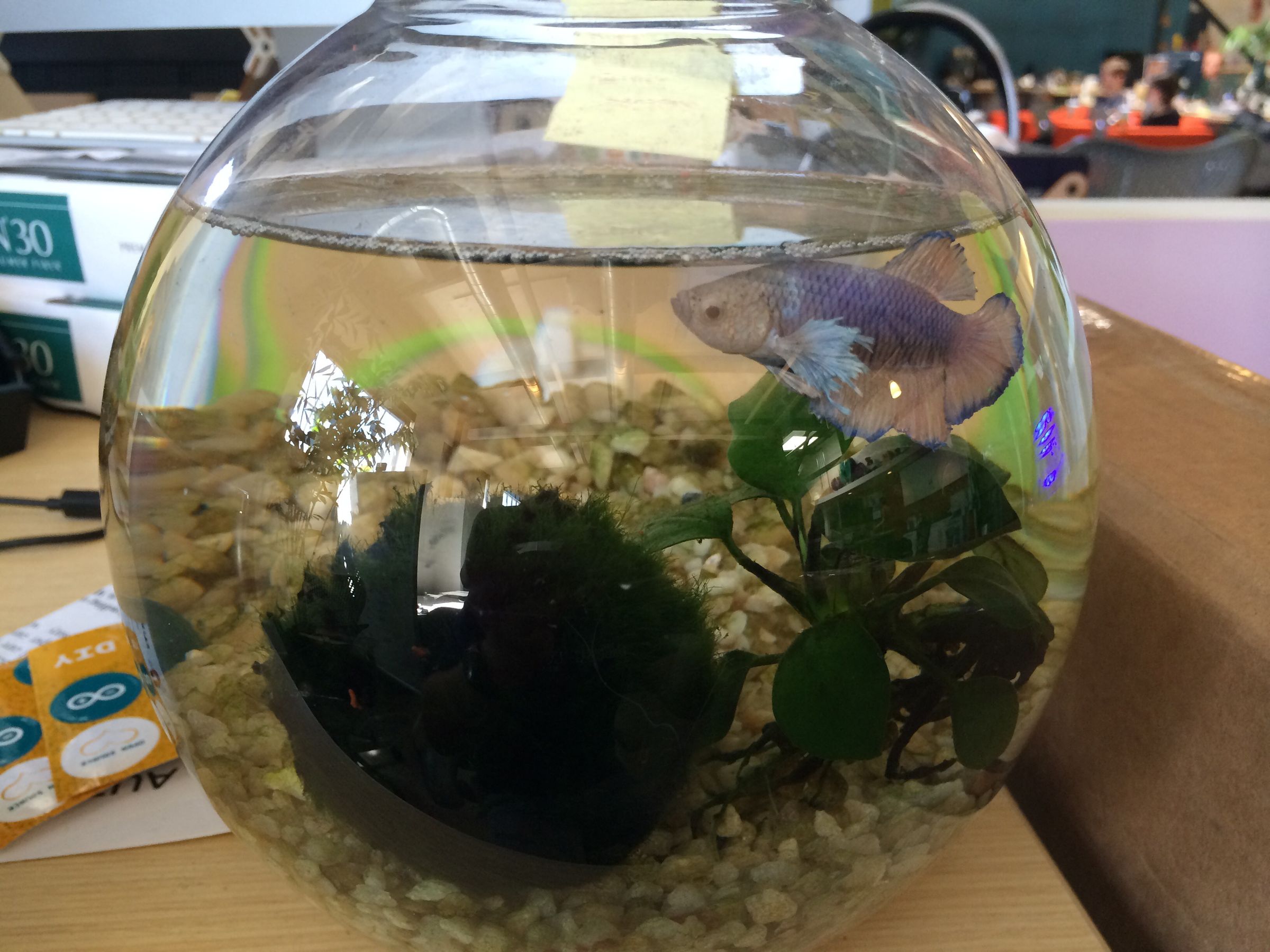 tiny betta fish