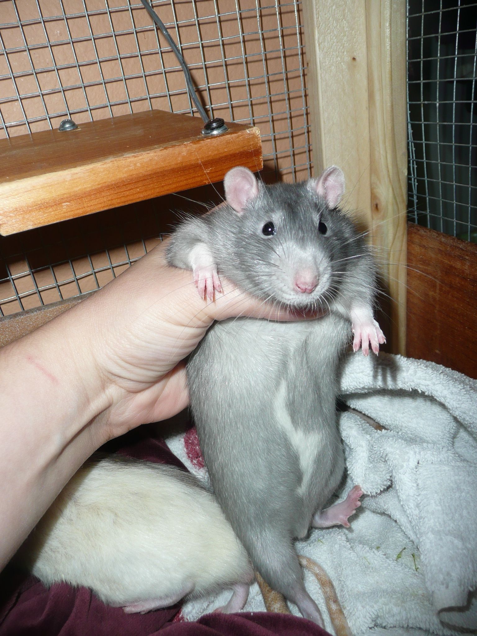 How To Pet Rats 8 Steps Instructables