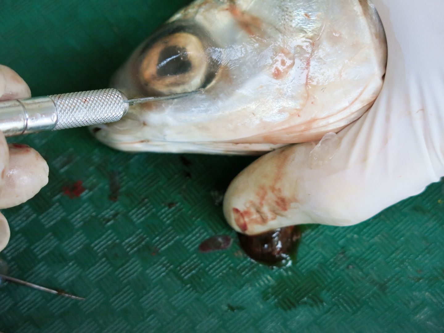 Fish Dissection! : 11 Steps (with Pictures) - Instructables