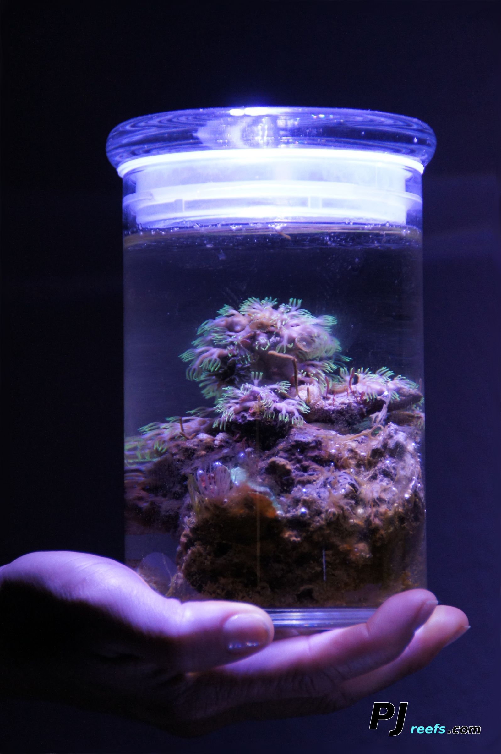 A Low Maintenance/self Sustaining Saltwater Ecosystem 4 Steps