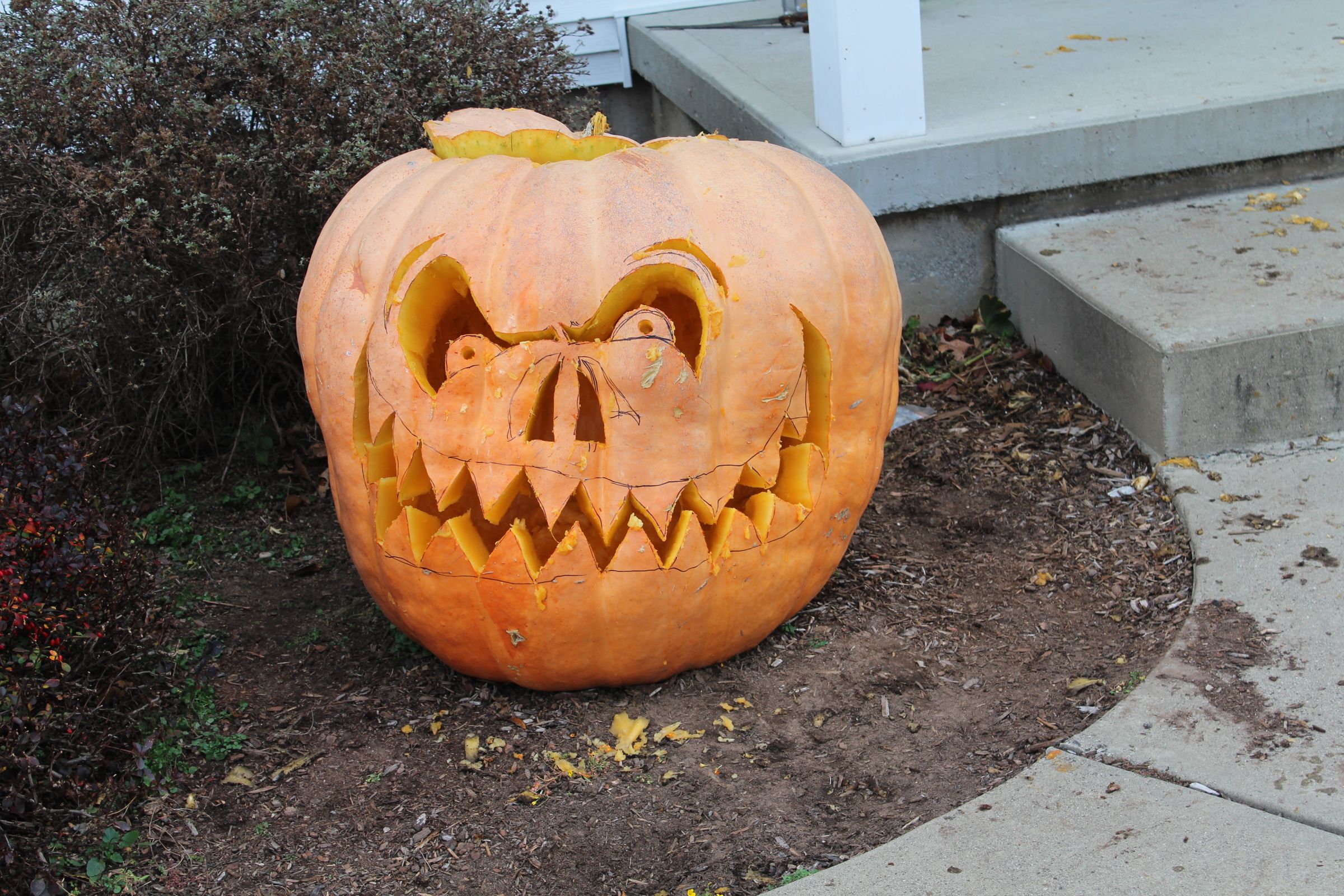 Giant Pumpkins Make Giant Jack O Lanterns 9 Steps (with Pictures