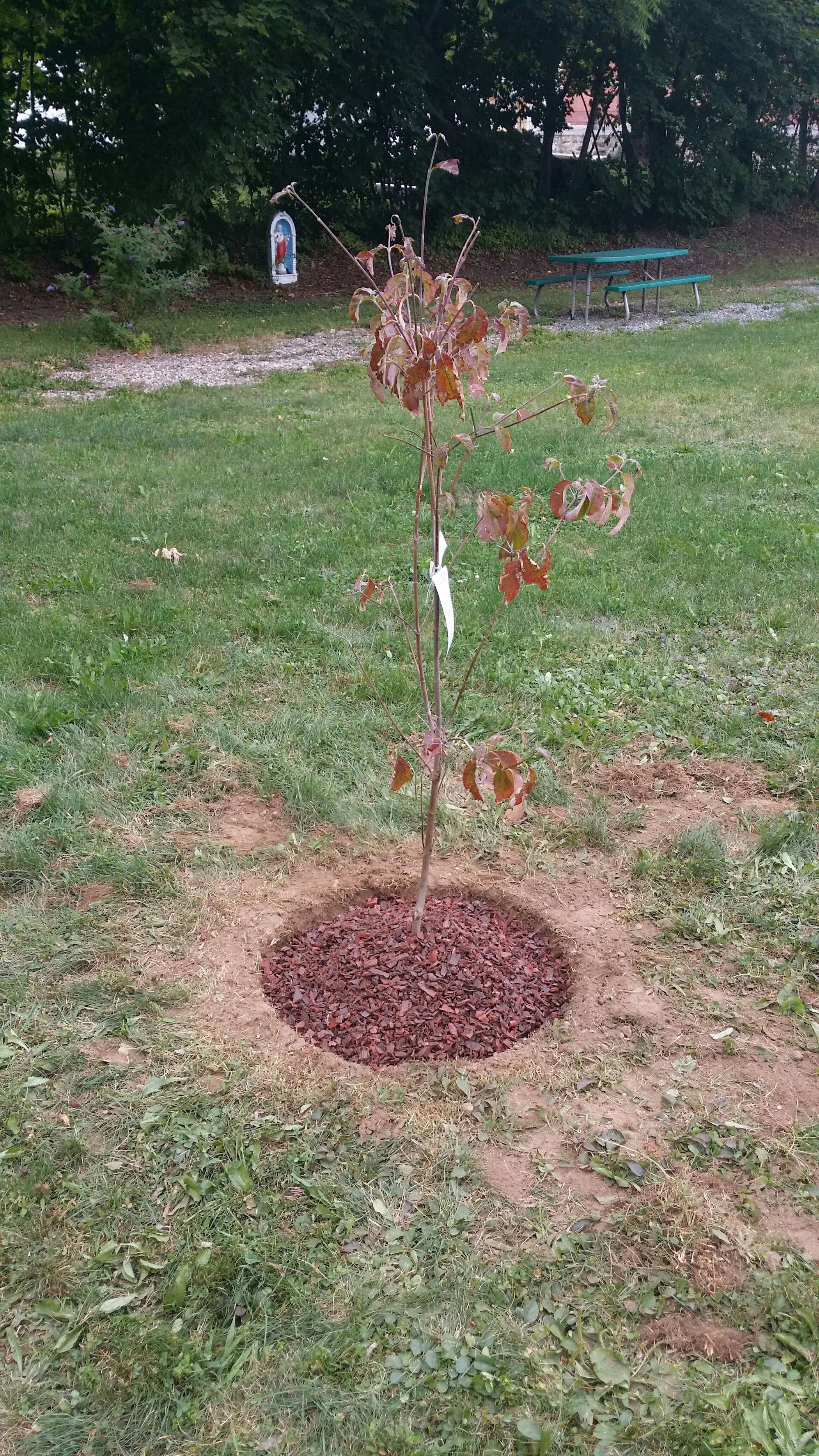 Tree Circle 6 Steps Instructables