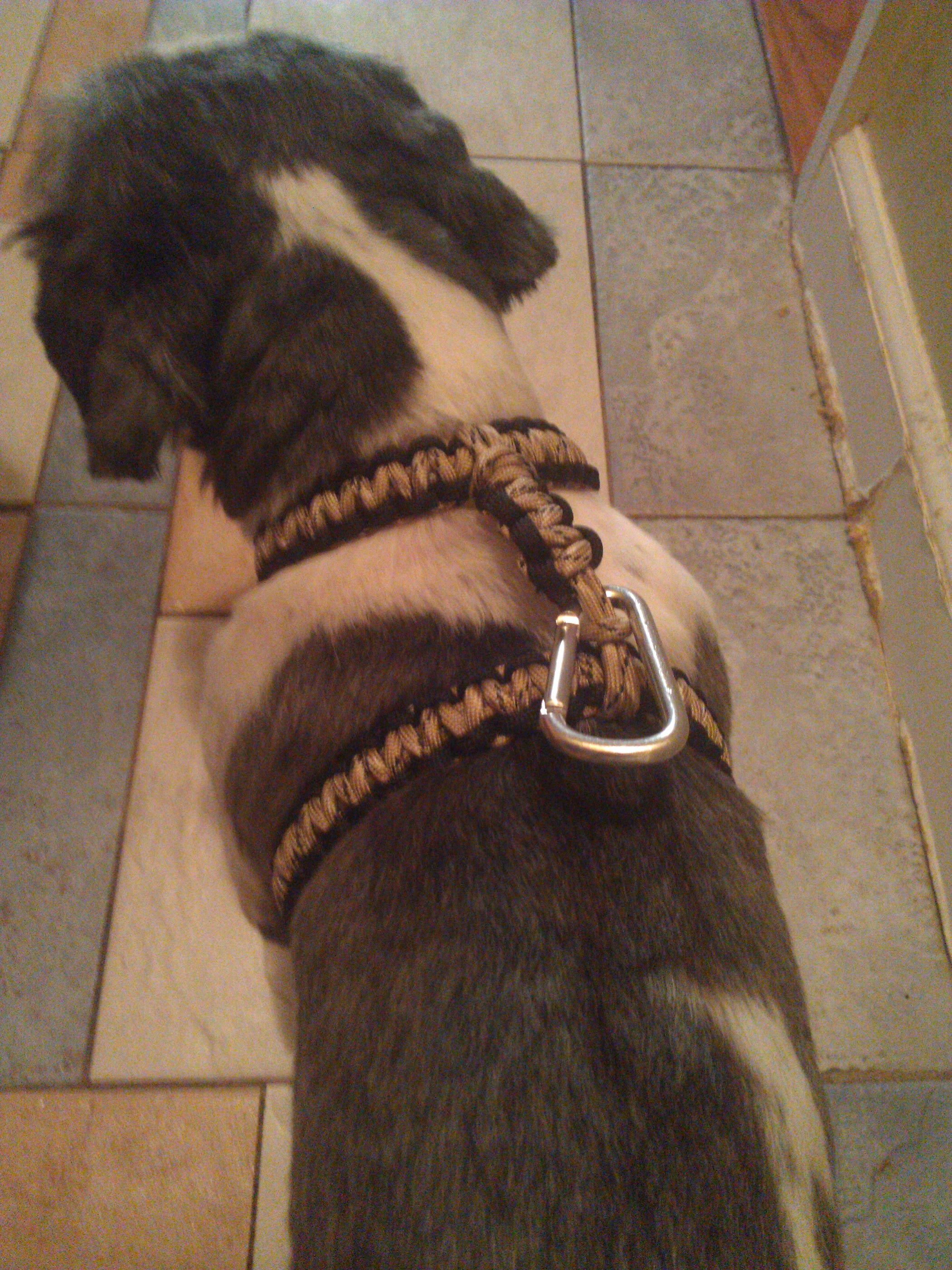 Paracord Dog Harness Instructables