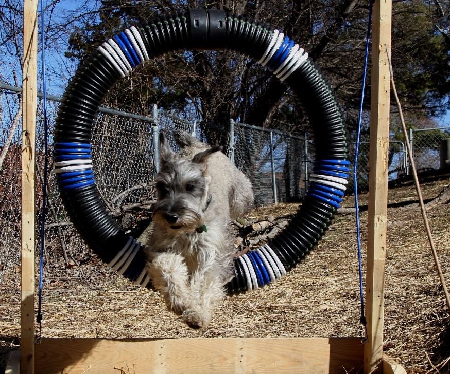 Dog Agility Tire Jump From Pallet 5 Steps (with Pictures) Instructables