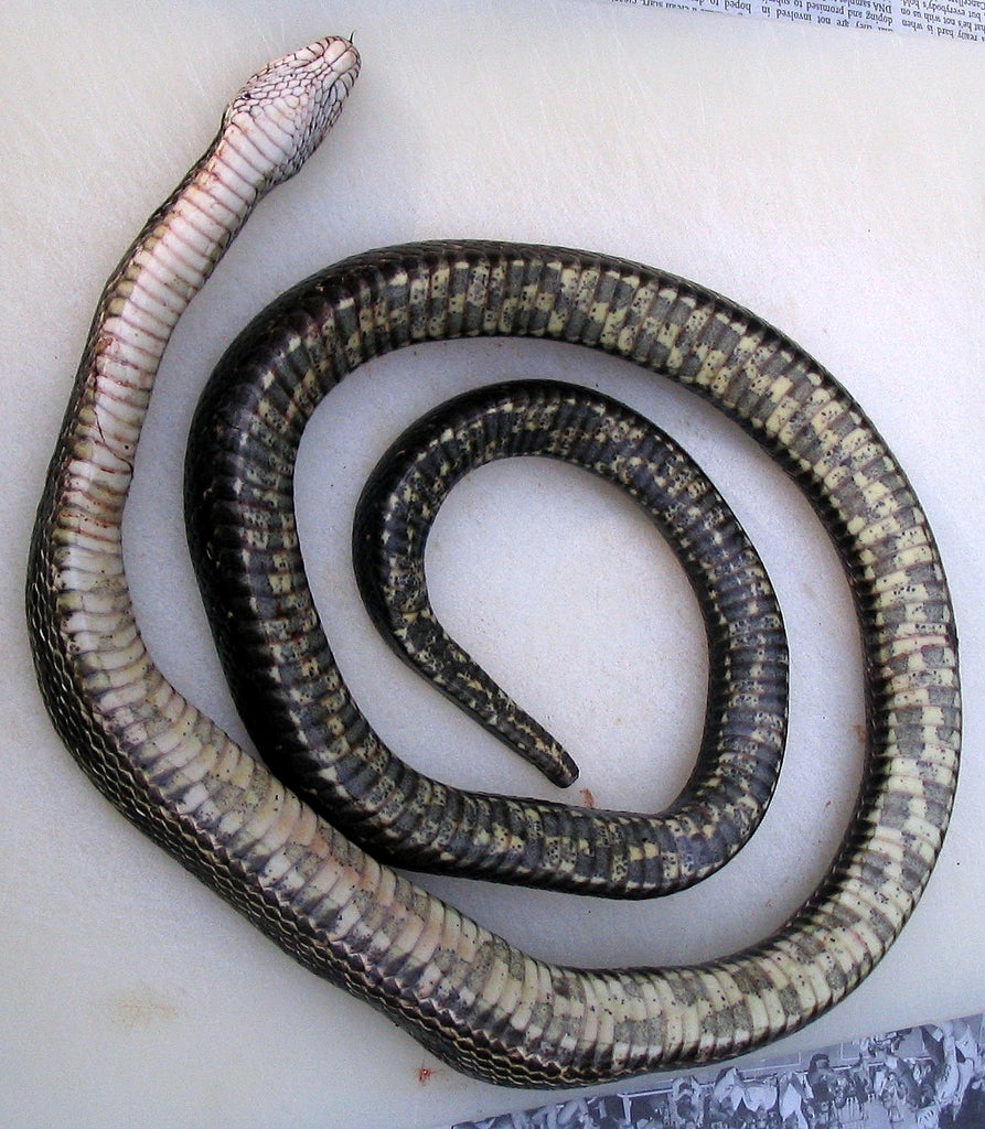 how to cook a snake 6 steps with