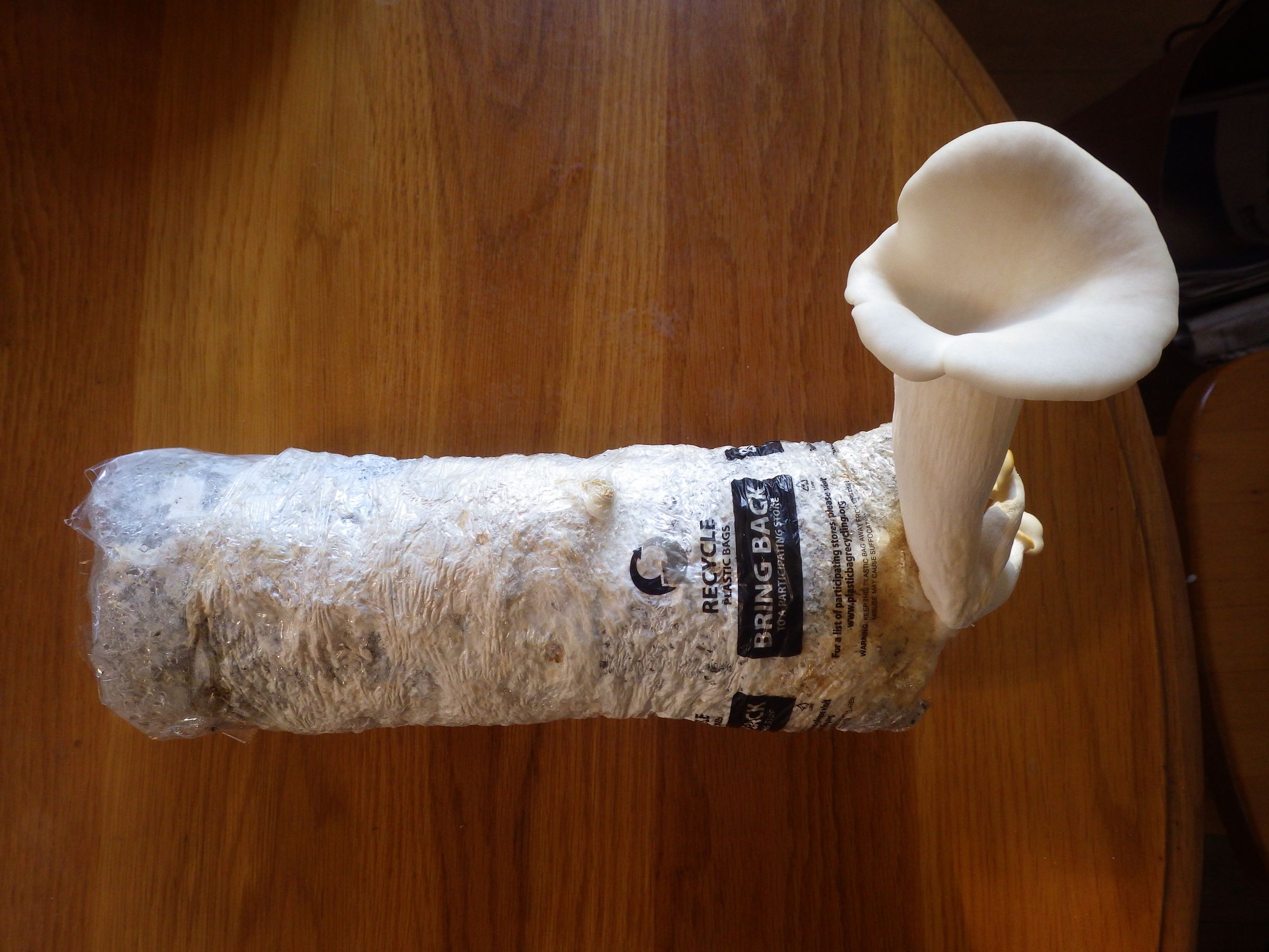 Elm Oysters In A Bucket On Wood Pellets 5 Steps With Pictures Instructables