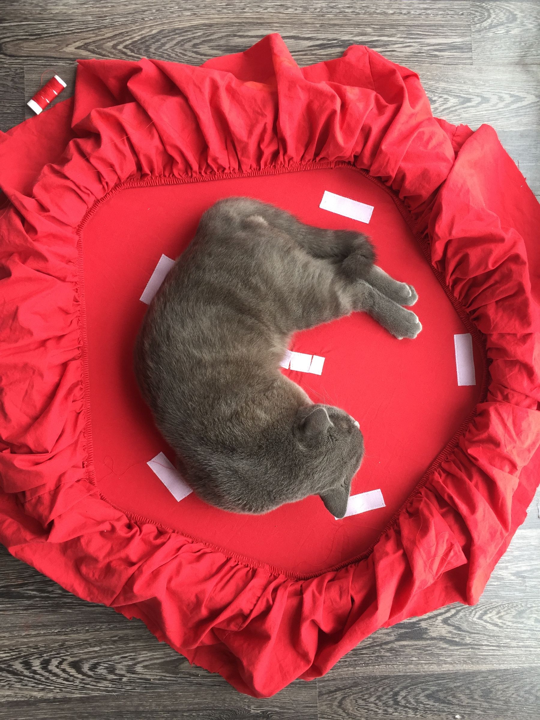 tire cat bed