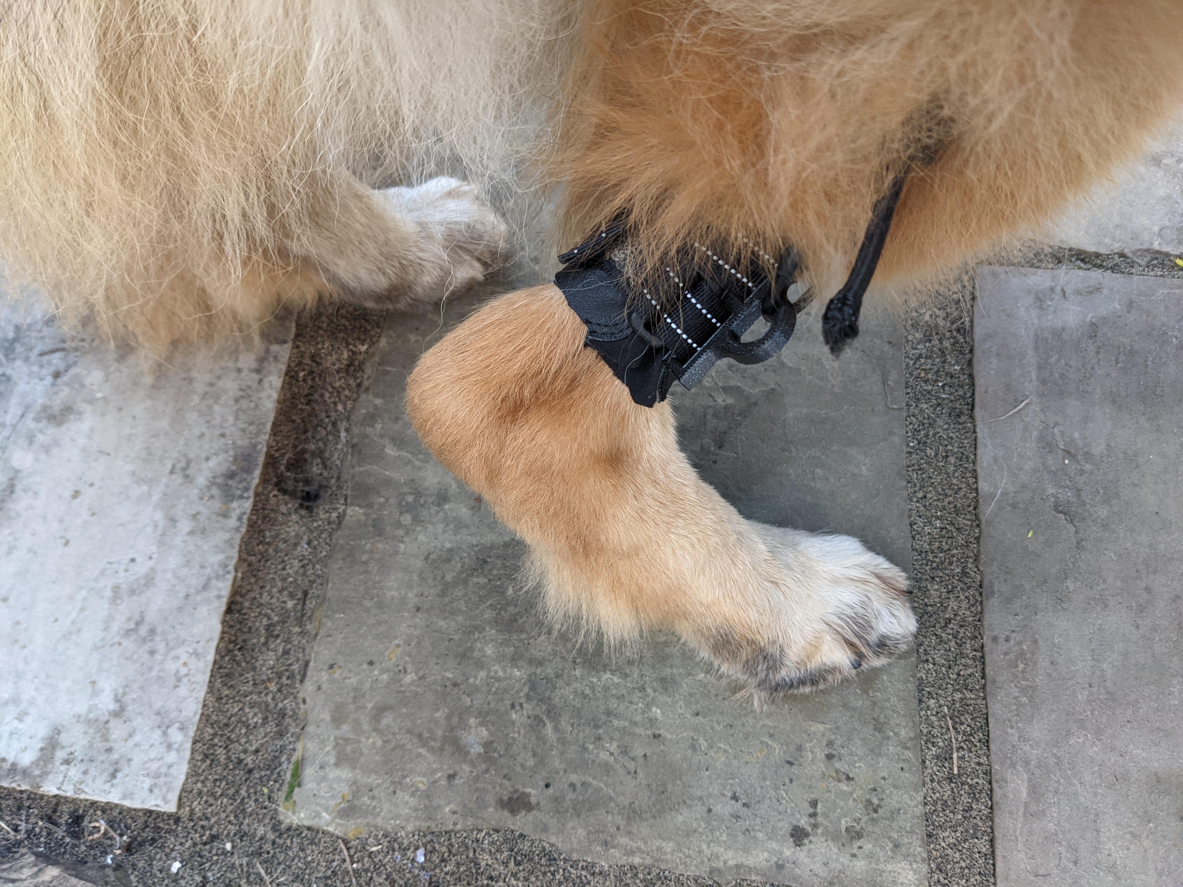 AntiKnucking Shoes for Dogs With Degenerative Myelopathy 7 Steps