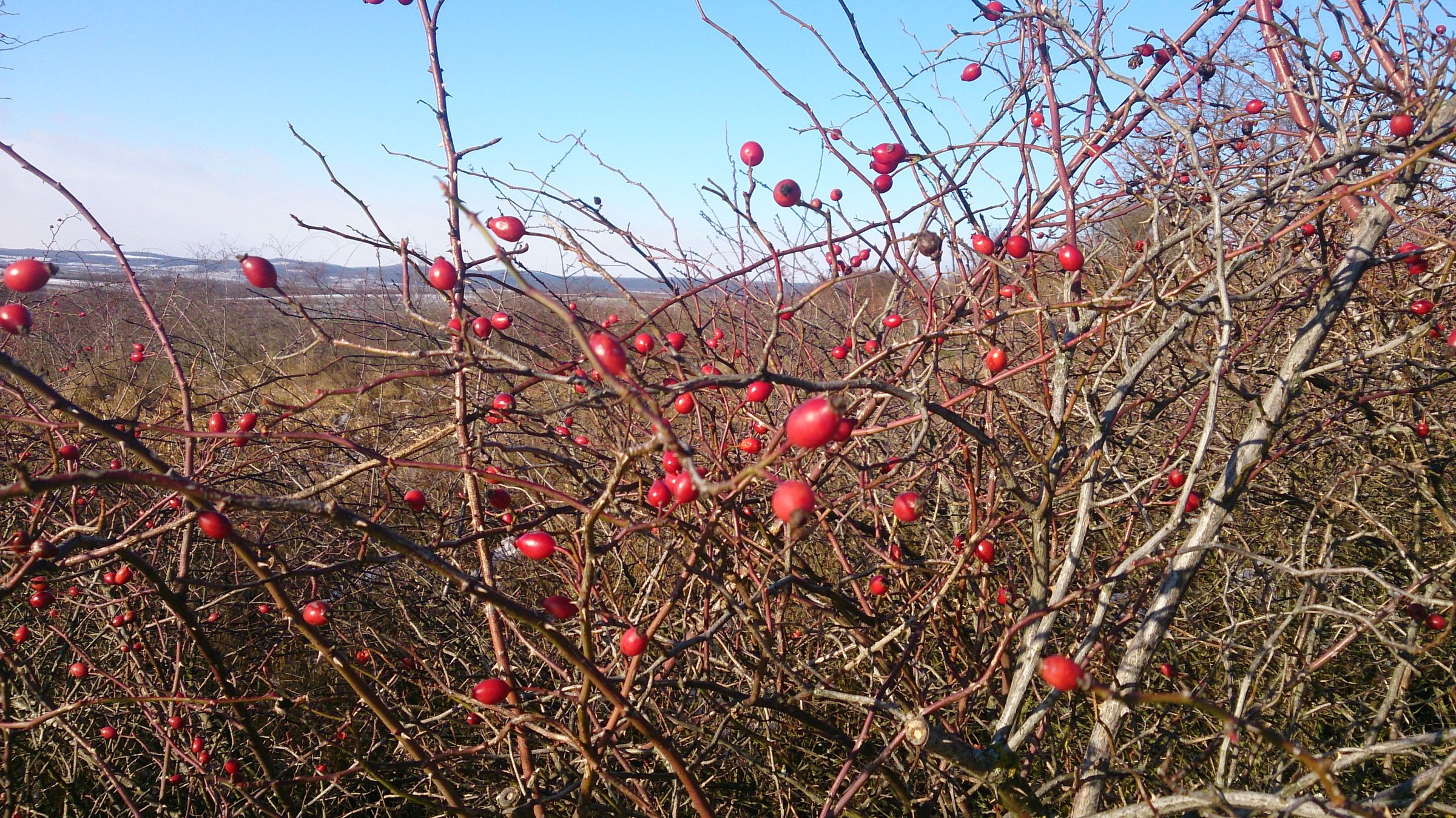 How to Eat a Rose Hip 3 Steps (with Pictures) Instructables