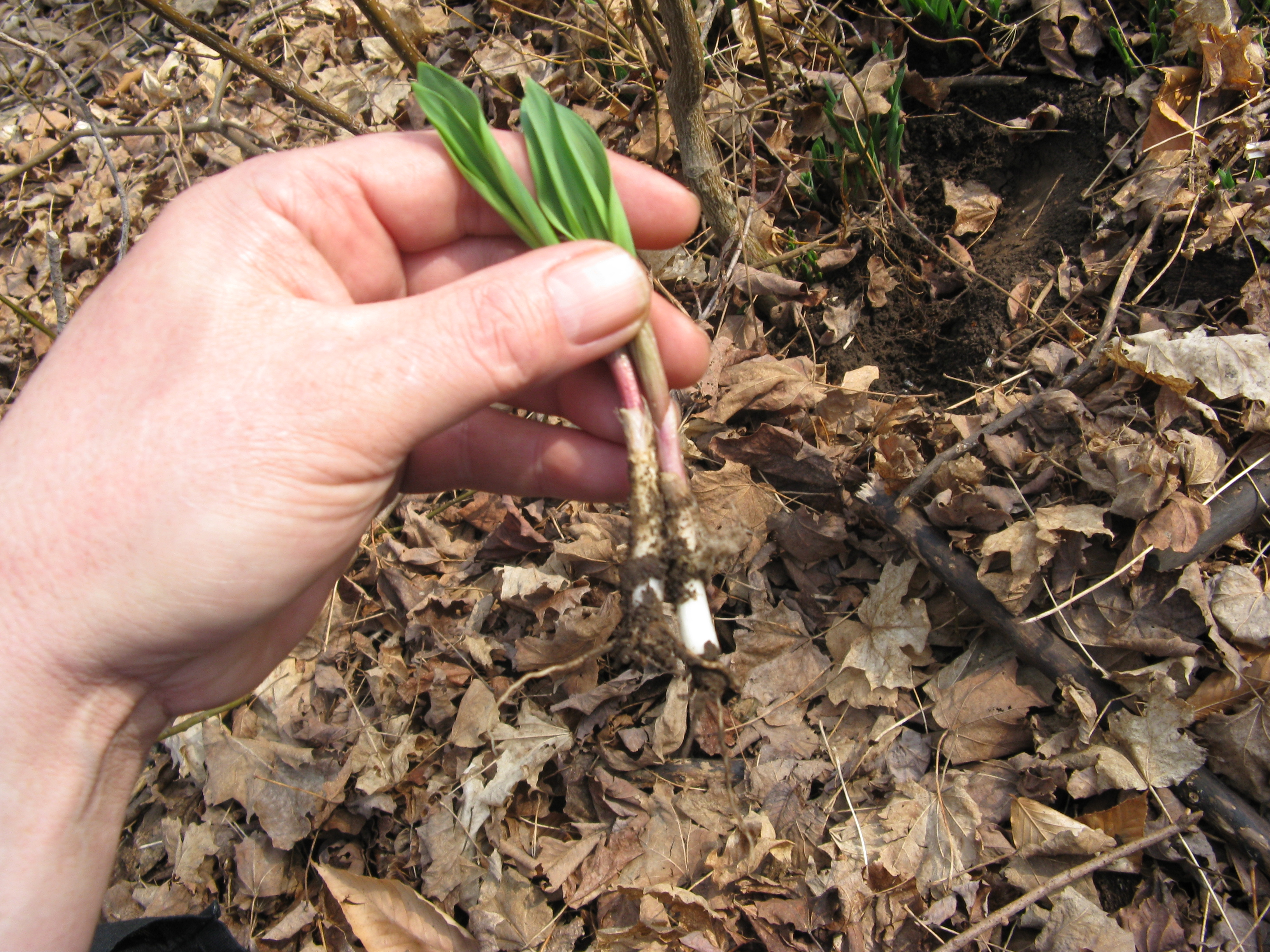 Wild Leeks 6 Steps (with Pictures) Instructables