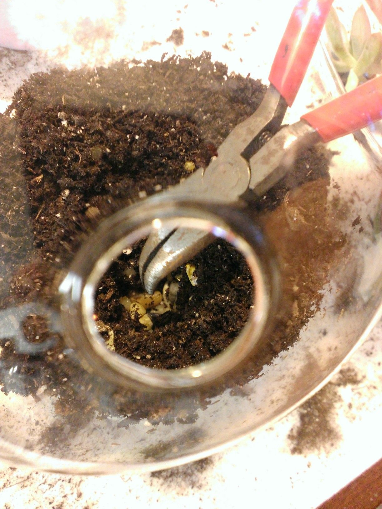 Let's Learn About Terrariums a Guide to Terrariums 5 Steps (with Pictures) Instructables