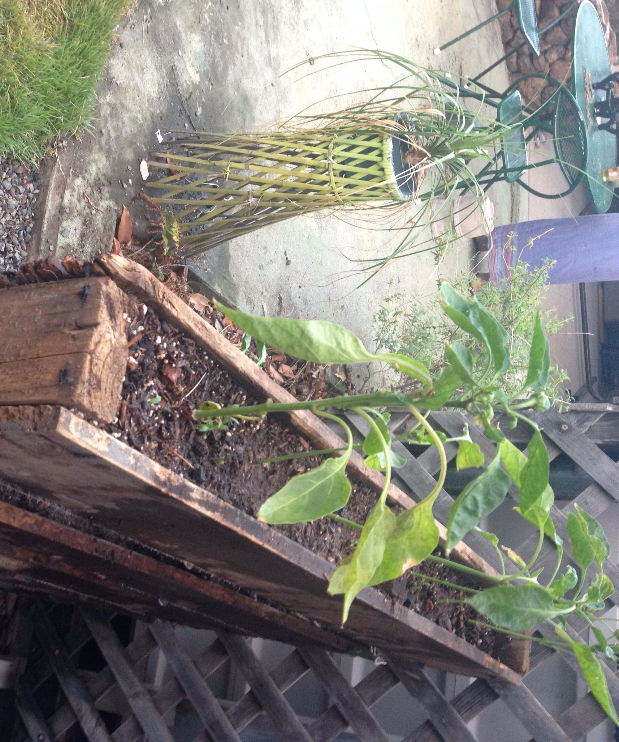 DIY guide for Double Sided Pallet Garden with step-by-step instructions