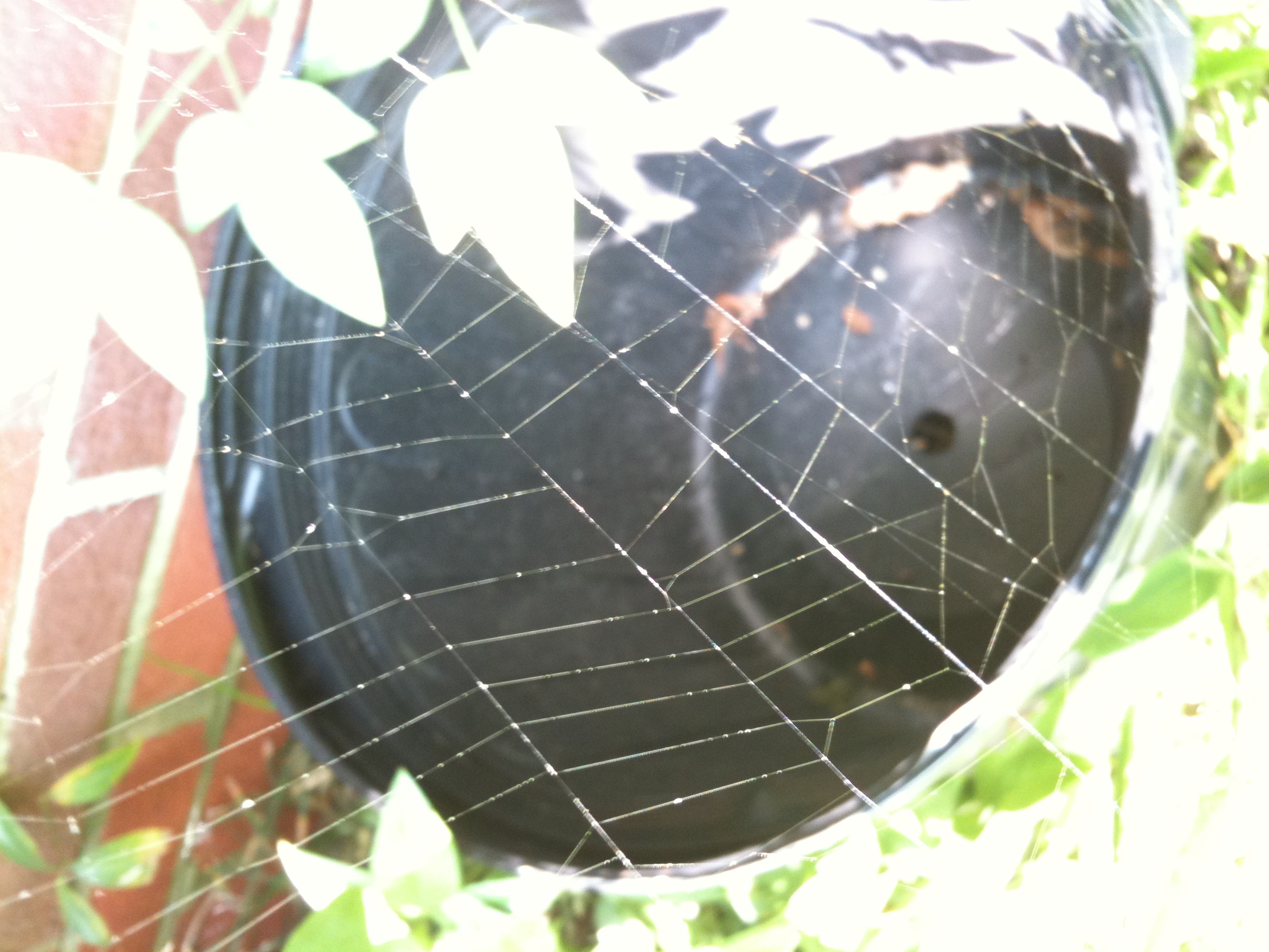 How to Make Spider Silk Thread 8 Steps (with Pictures) Instructables