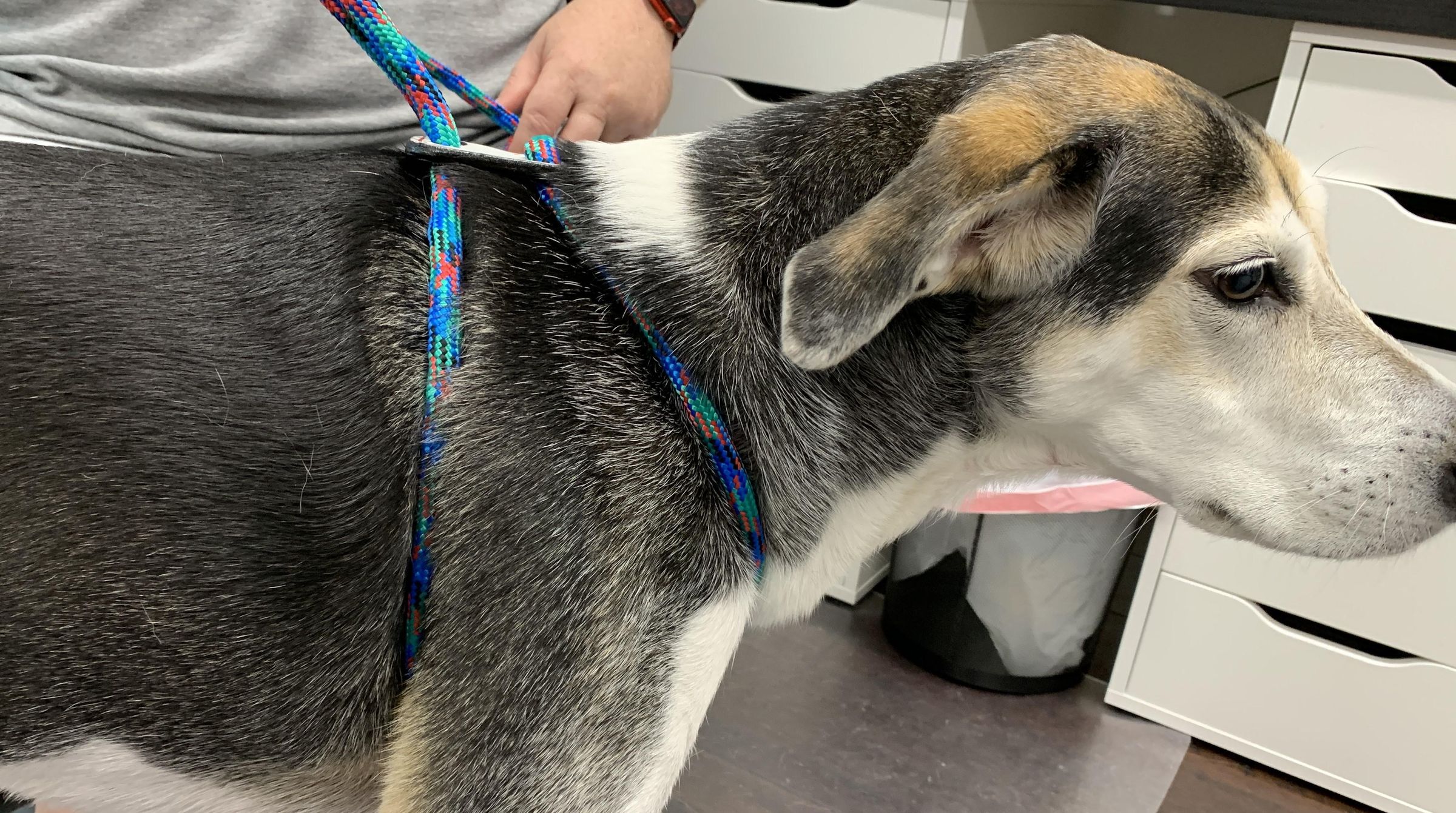 DIY Escape Proof Dog HarnessLeash 15 Steps (with Pictures) Instructables