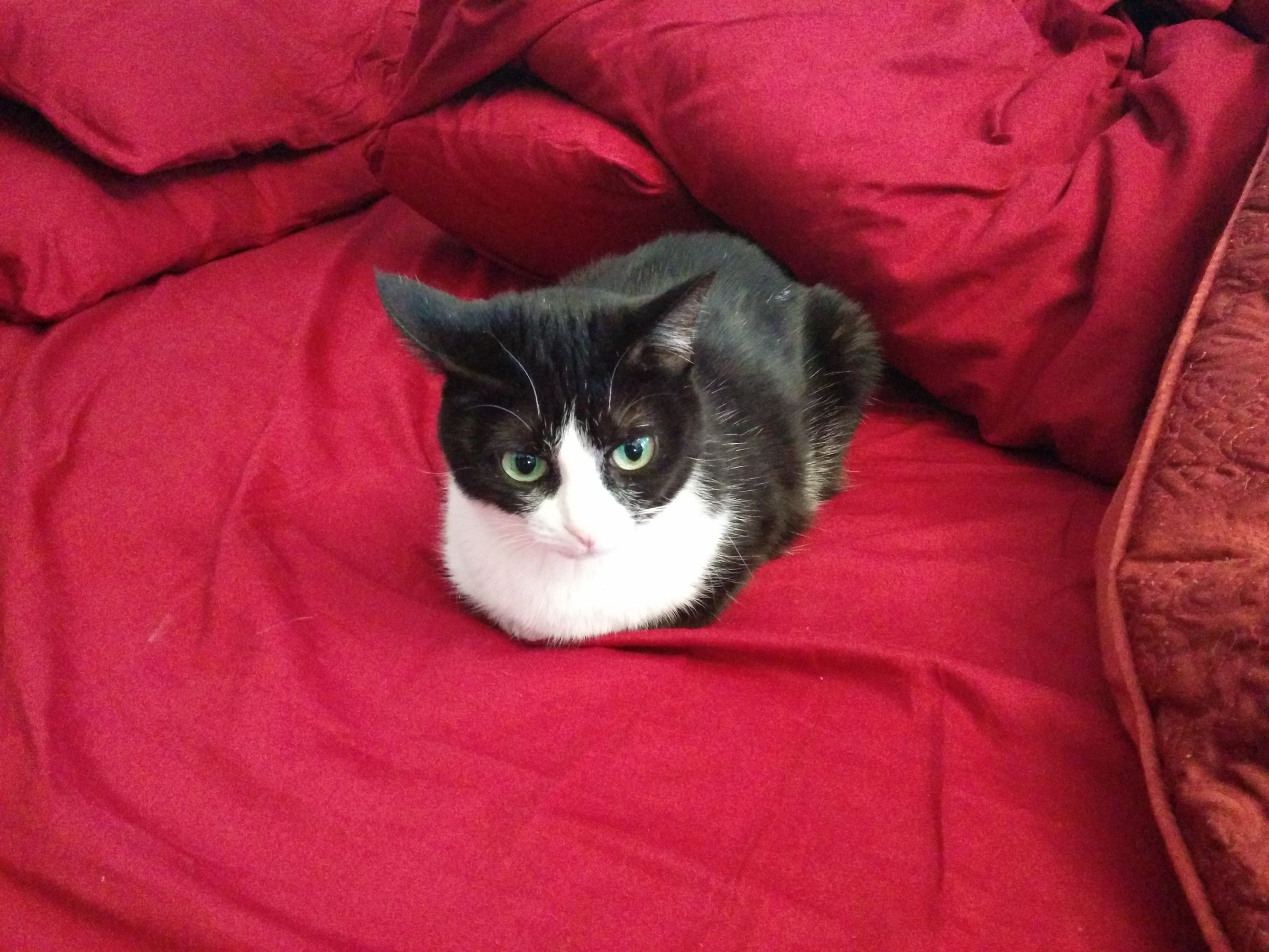 Hidden Litter Box With Delittering Cat Walk 4 Steps (with Pictures