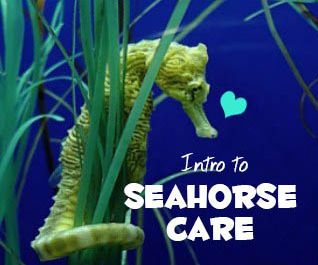 lined seahorse care