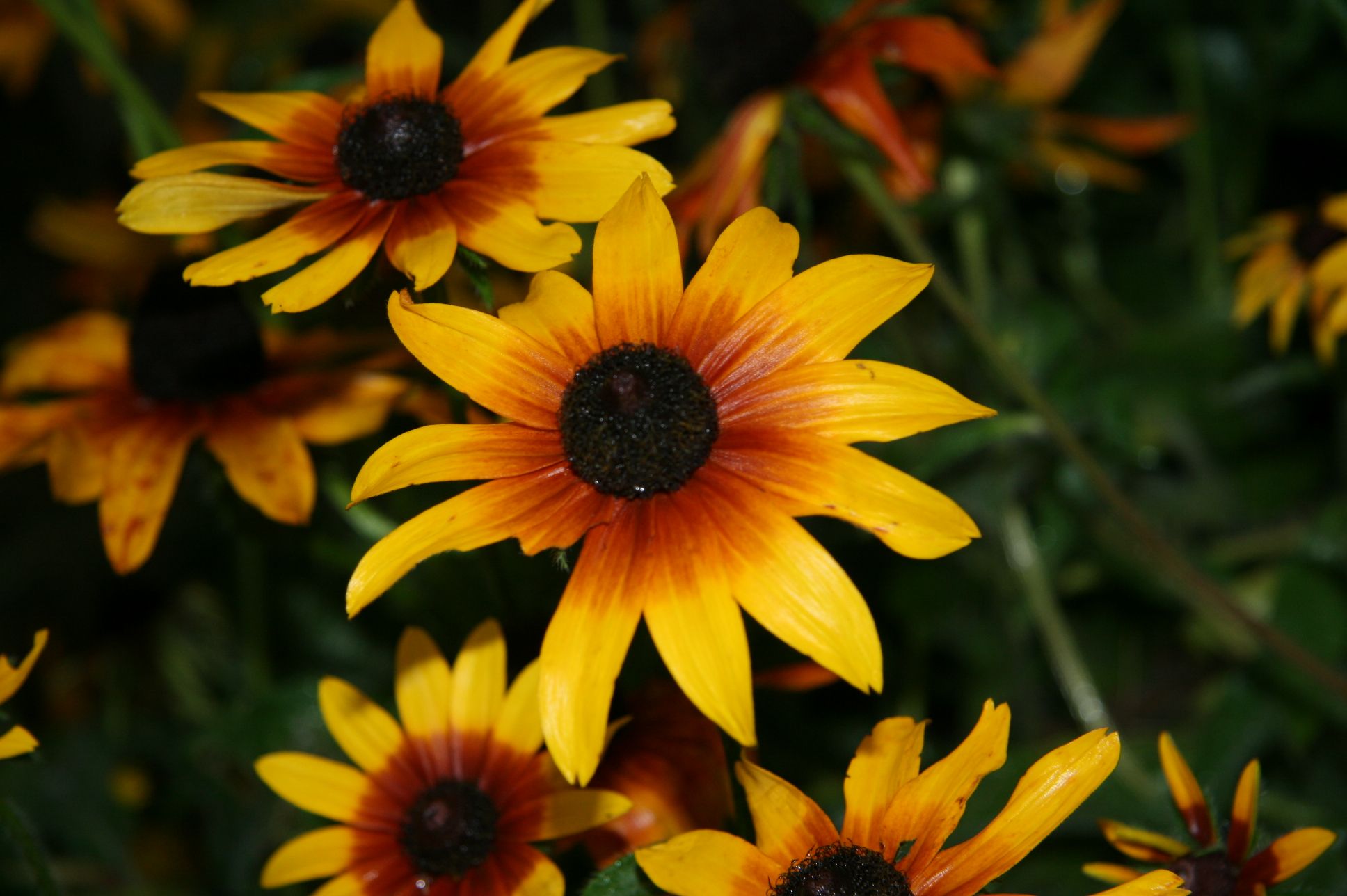 Harvesting Flower Seeds for Next Year's Gardens 3 Steps (with