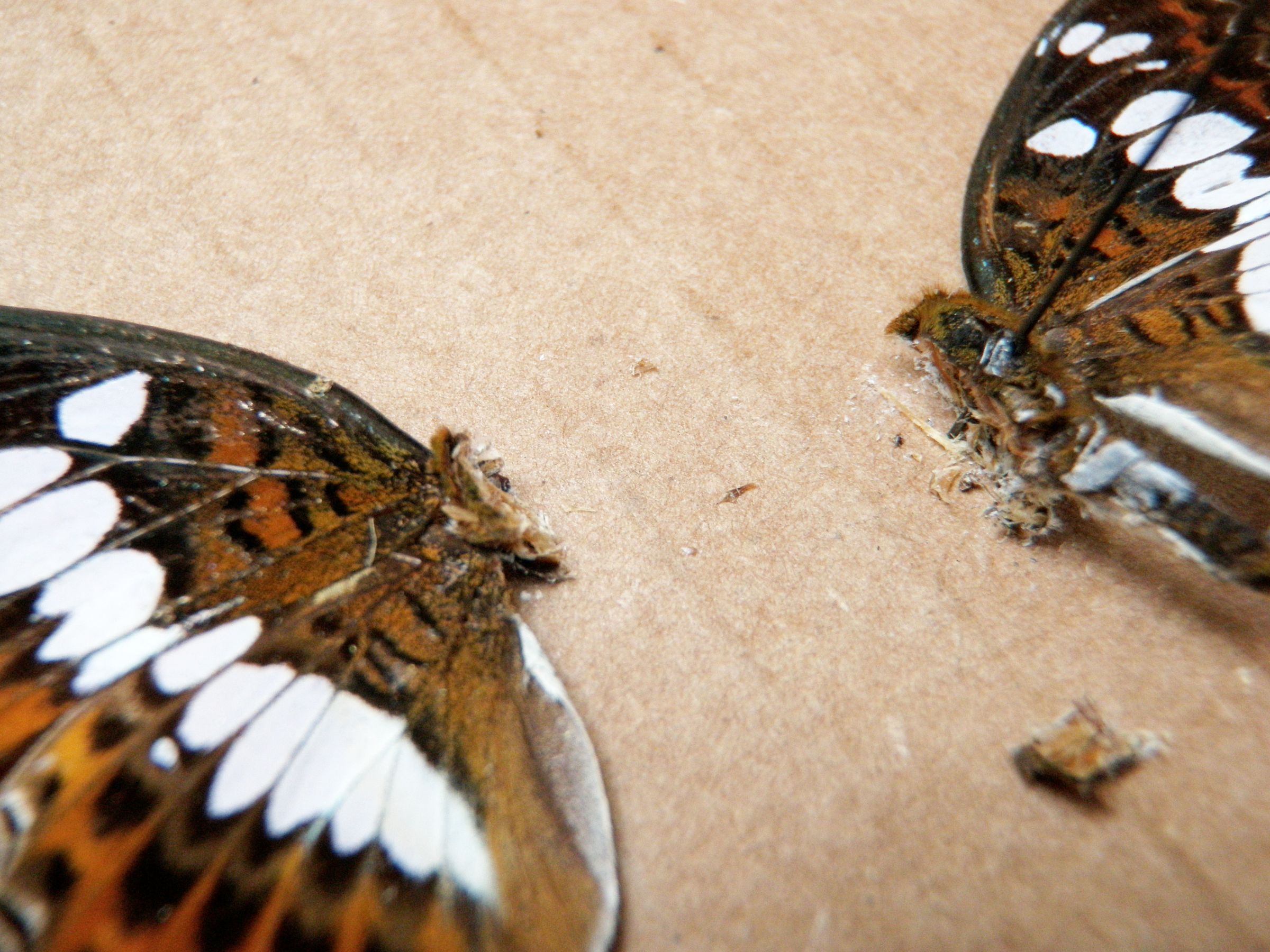 Catch a Cockerfly 7 Steps (with Pictures) Instructables